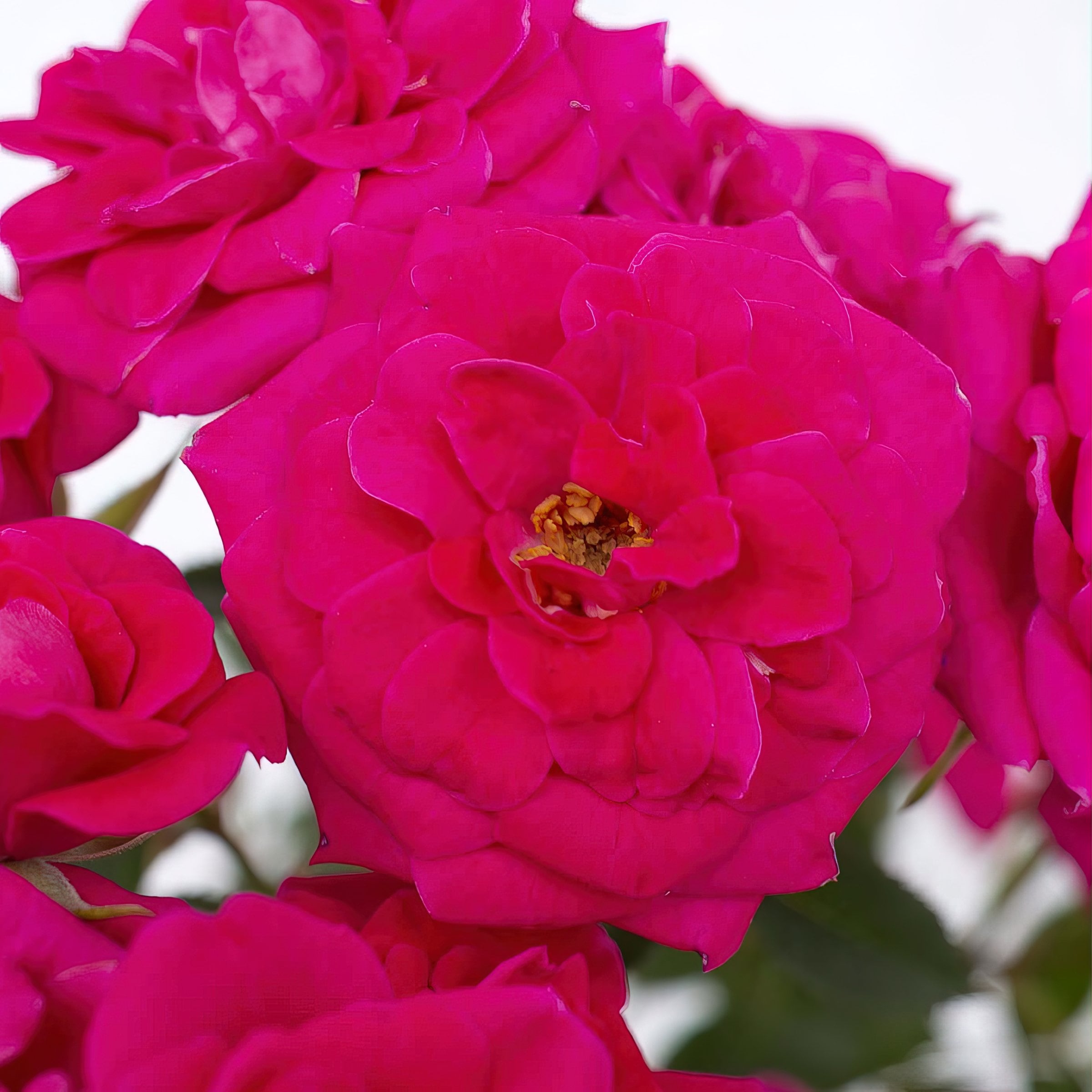 National Plant Network LW1797 roses - View #6