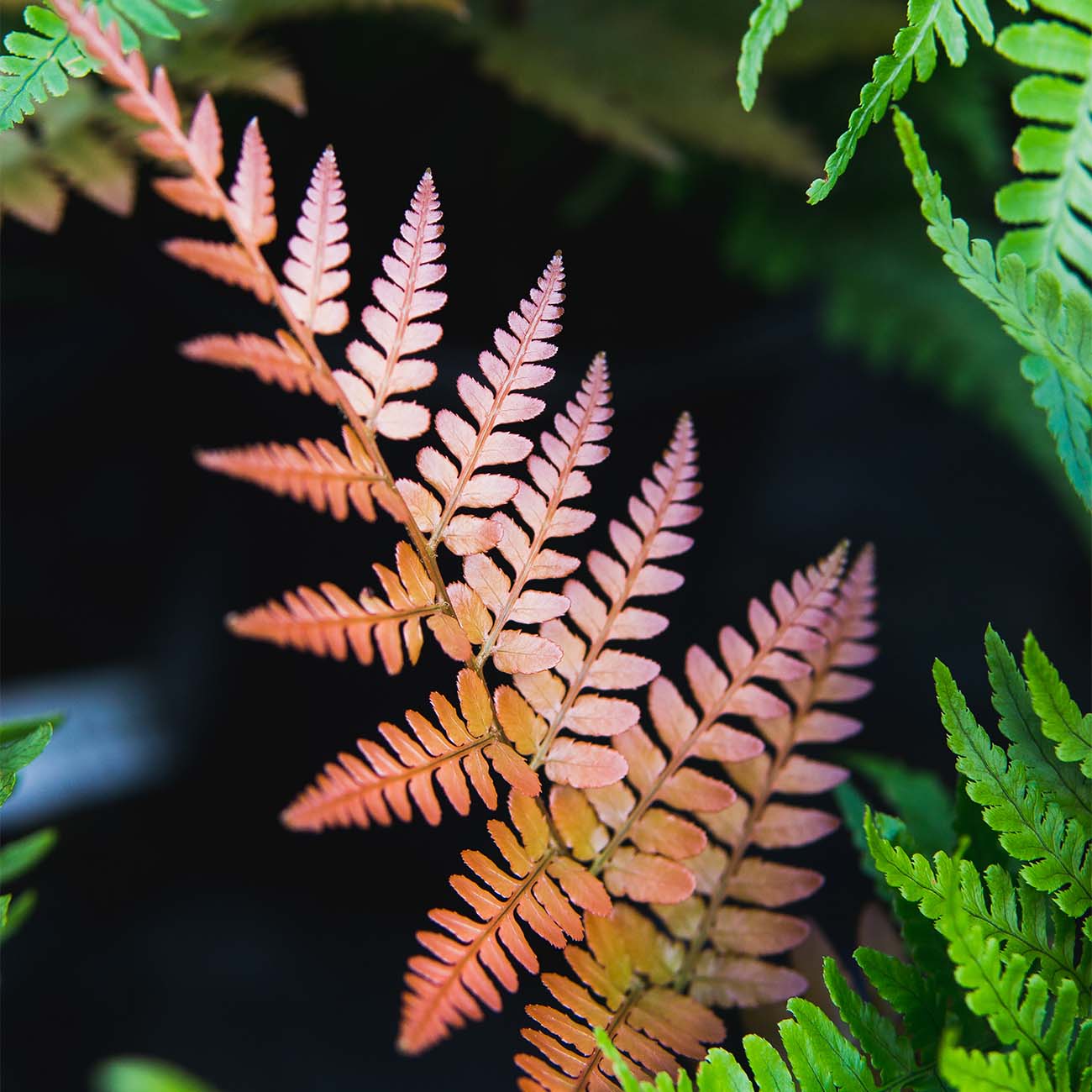 Perfect Plants LOAUTUMNFERN1G perennials - View #5
