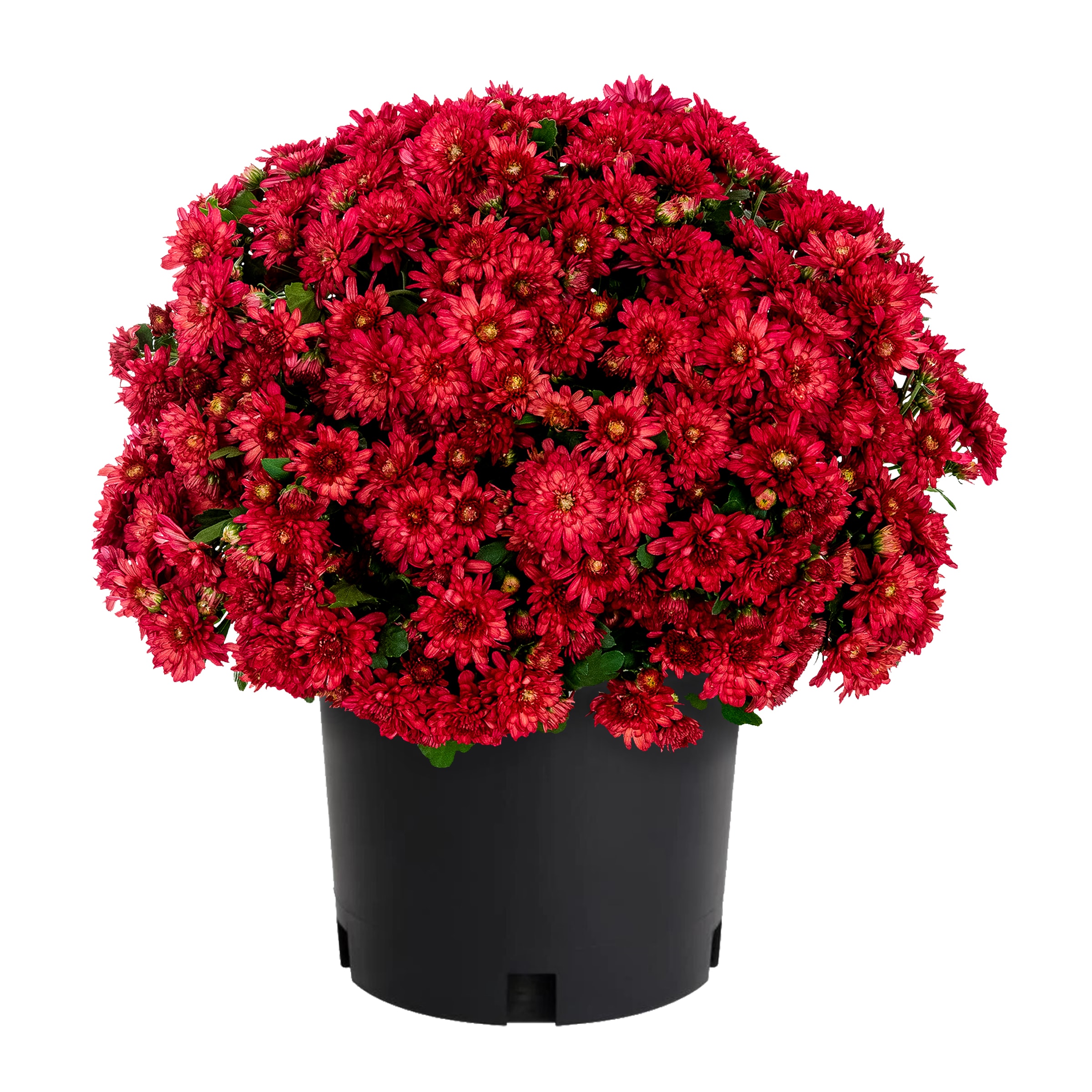 Lowe's NURSERY Red Mum in 1.5 Gallon(s) Pot 1 -Pack