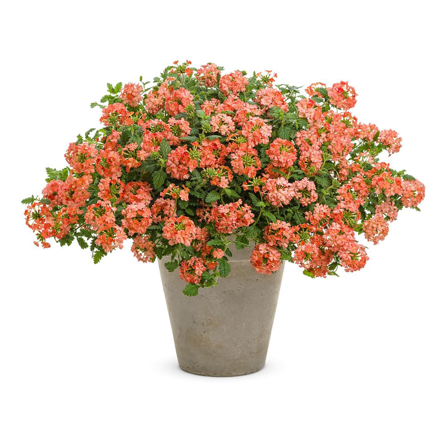 Proven Winners BENPRW1147504 annuals - View #4