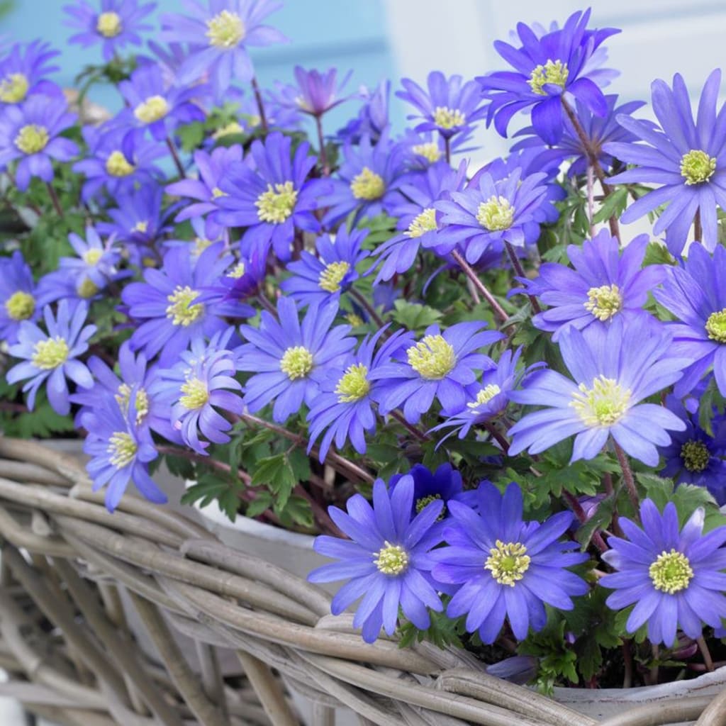  21417 25-Count Wind Flowers Anemone Blue Shades Bulbs