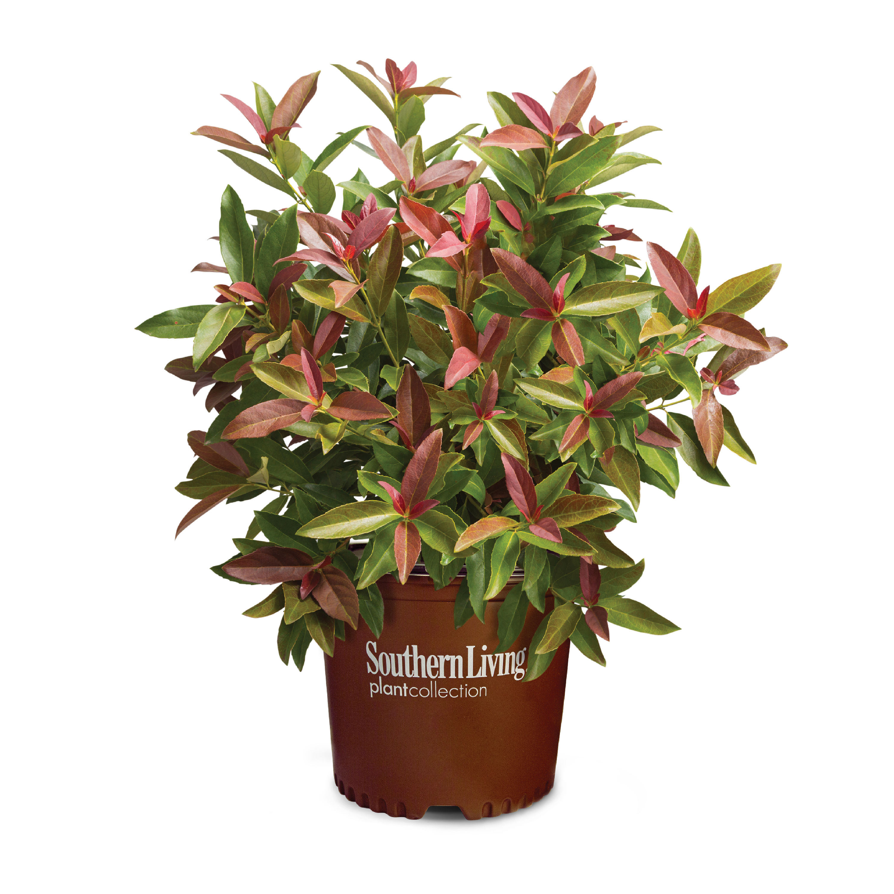 Southern Living Plant Collection 56863-1 Coppertop Sweet Viburnum Foundation/Hedge Shrub in 3 -Gallon Pot 1 -Pack