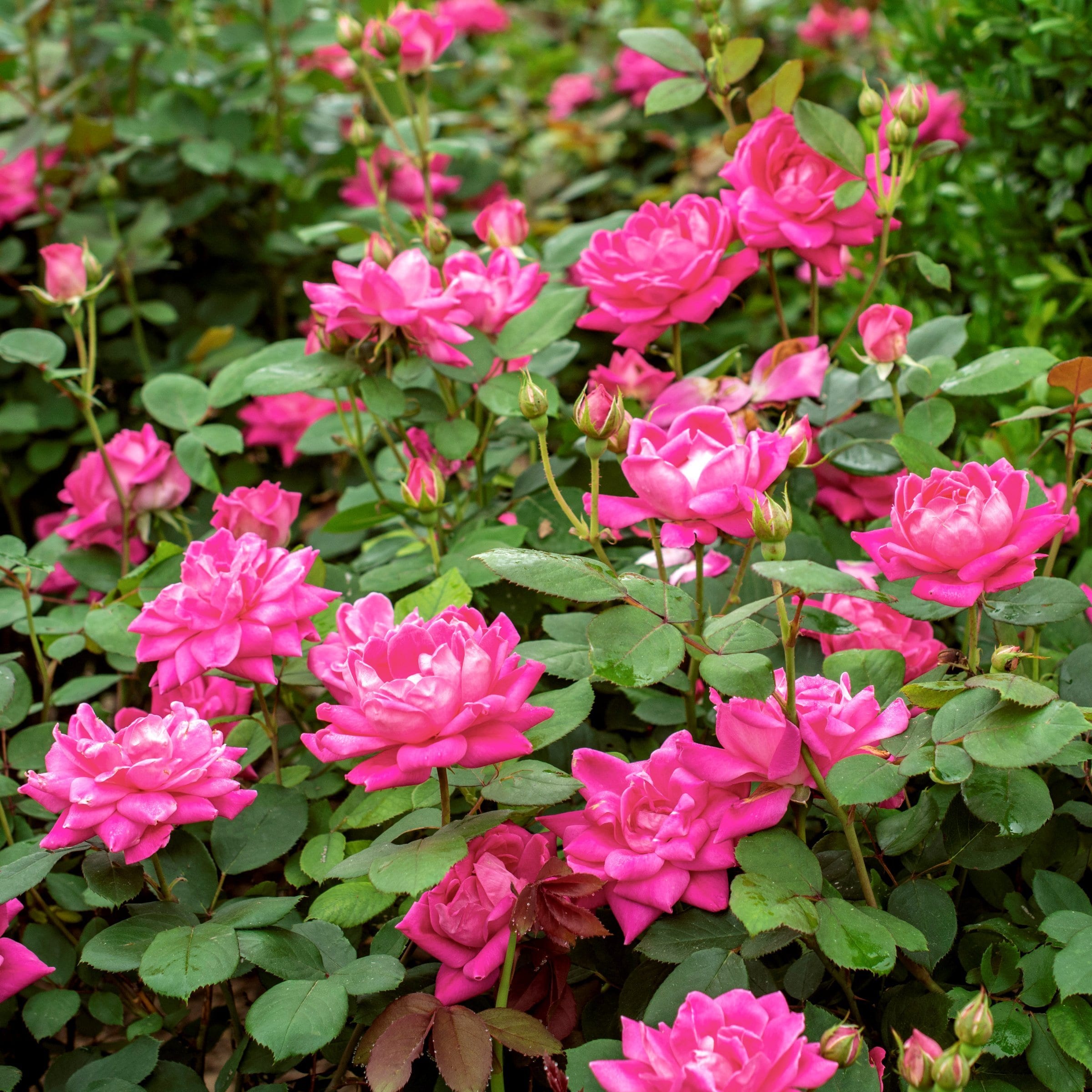 National Plant Network LW2573 roses - View #3