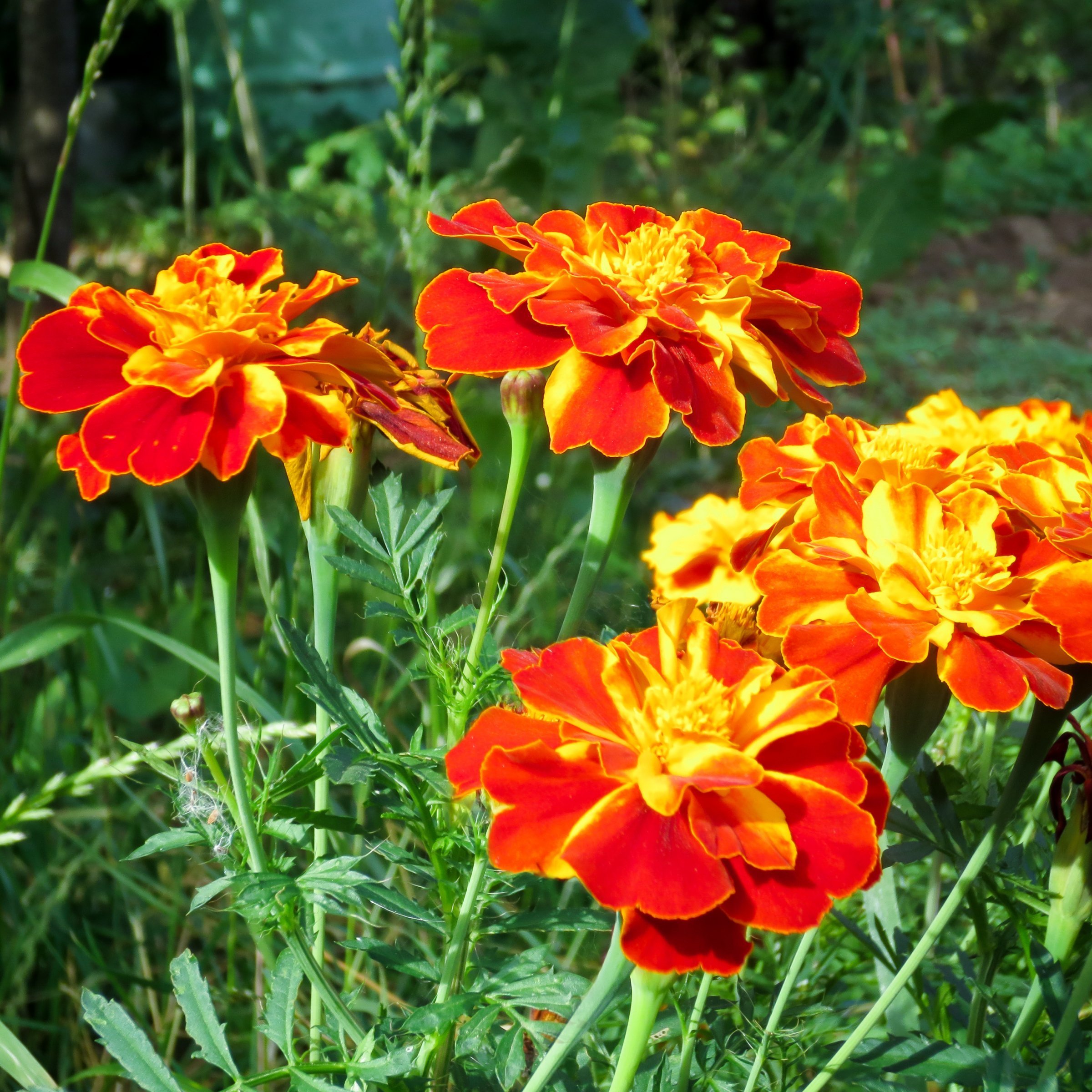 National Plant Network LW2583 annuals - View #5
