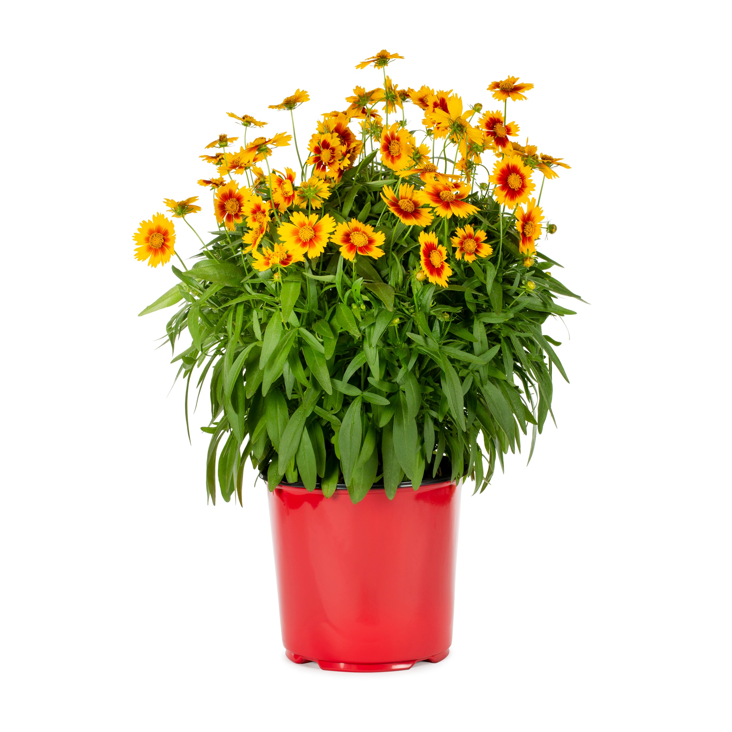 Lowe's 418170 perennials - View #7