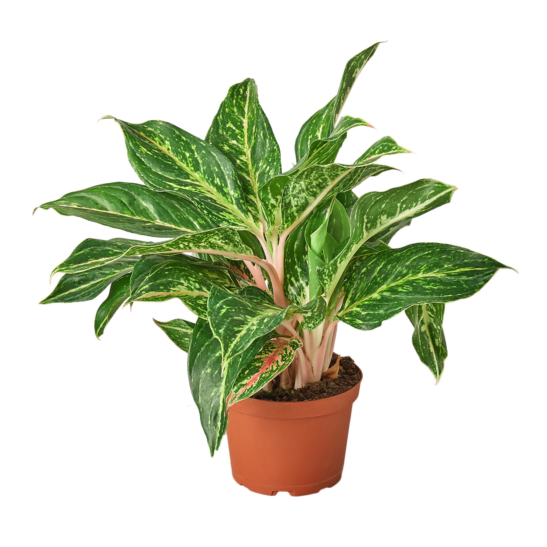 House Plant Shop 6-CH.EVERGREEN-REDS Chinese Evergreen House Plant in 1-Pack Pot