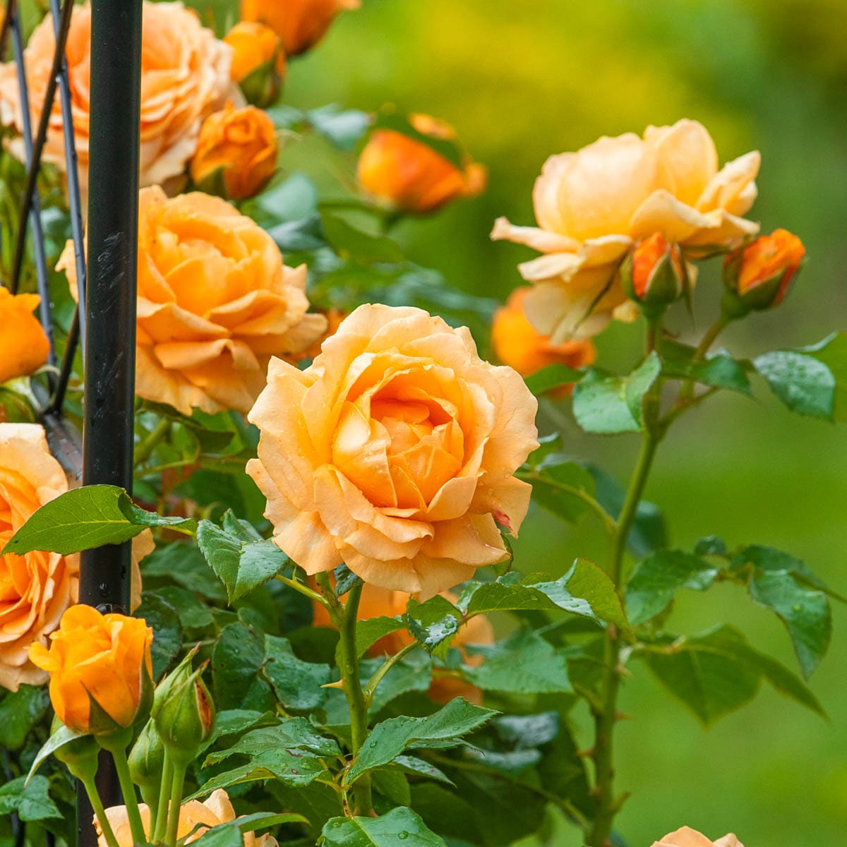 Spring Hill Nurseries 93380 Yellow Flowering Golden Opportunity Climbing Rose 3 -Gallon 1 -Pack in Pot