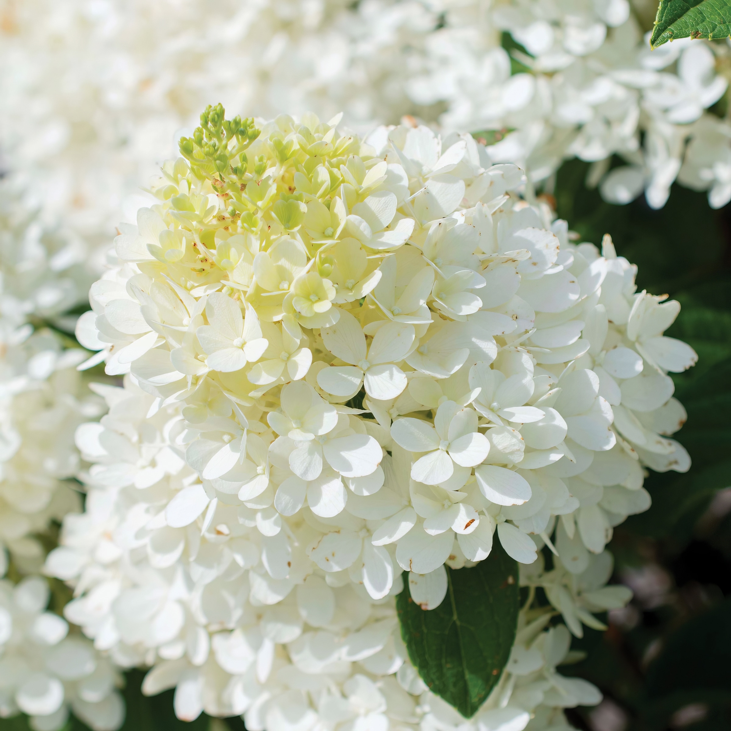 National Plant Network Pink Hydrangea Flowering Shrub in 3 Pack(s) Pot ...