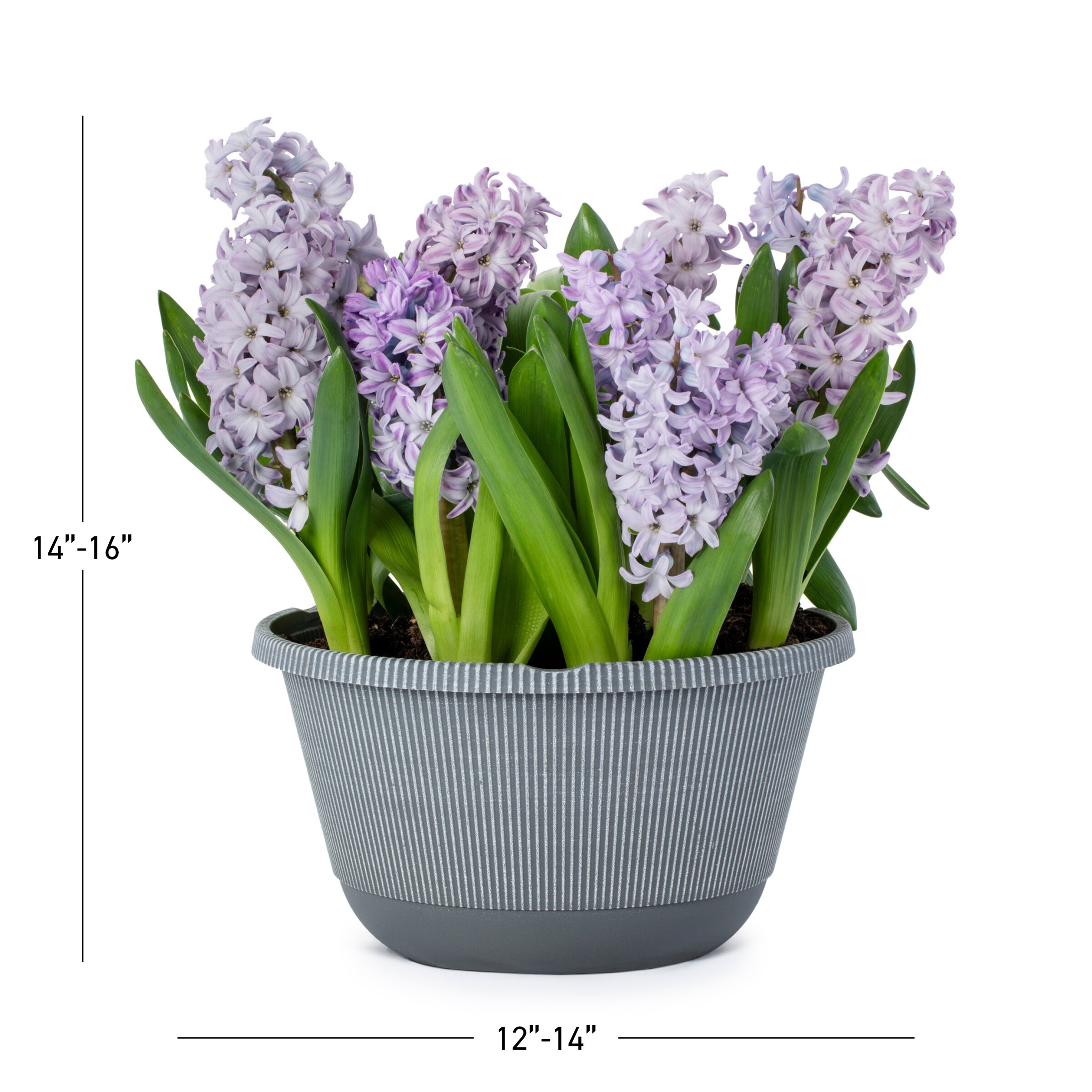 Lowe's NURSERY annuals - View #3