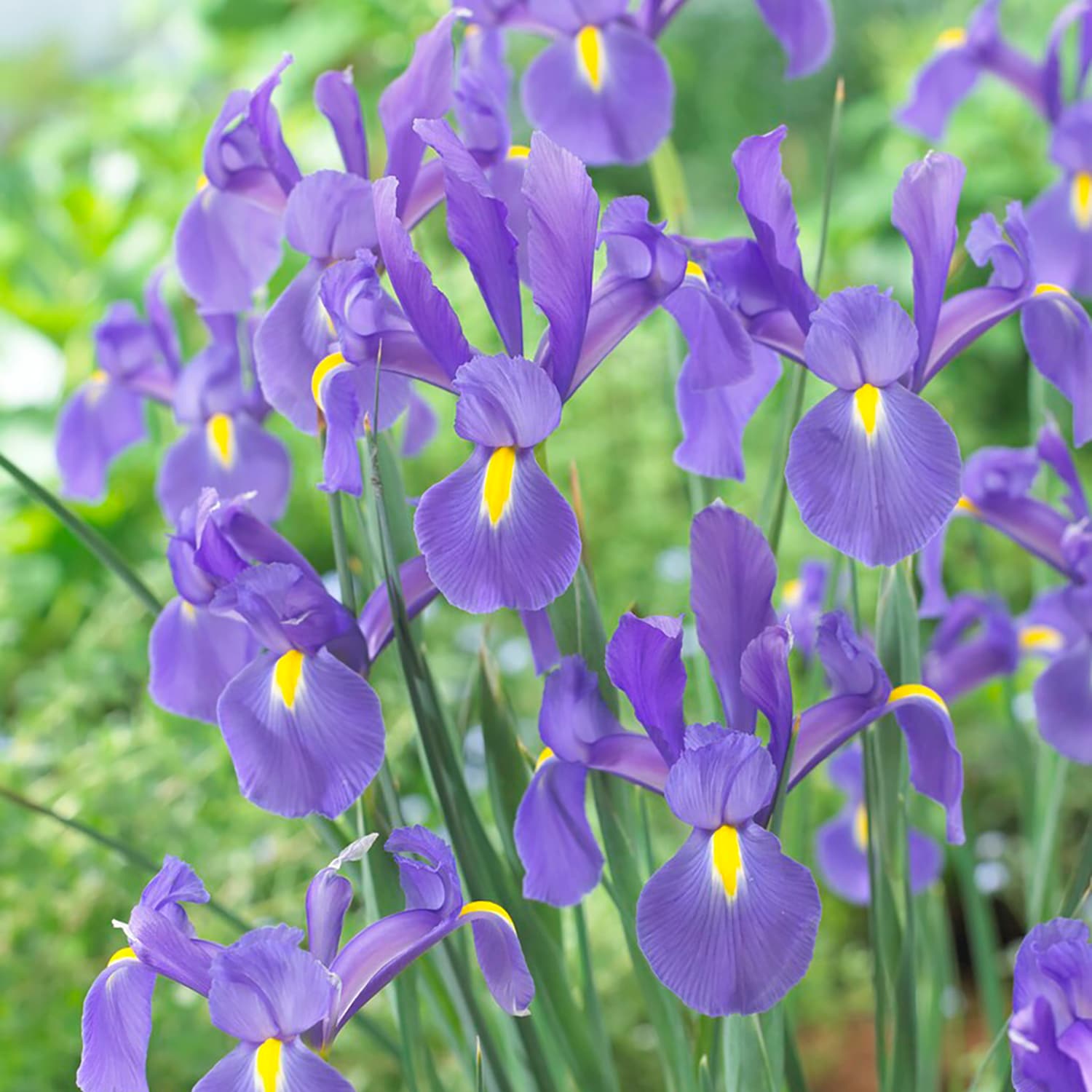 Van Zyverden 84532 Blue Dutch Iris Telstar Bulbs 25 Count