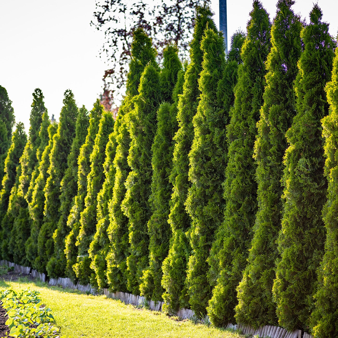 Perfect Plants 1-Gallon Screening Emerald Green Arborvitae In Pot (With ...