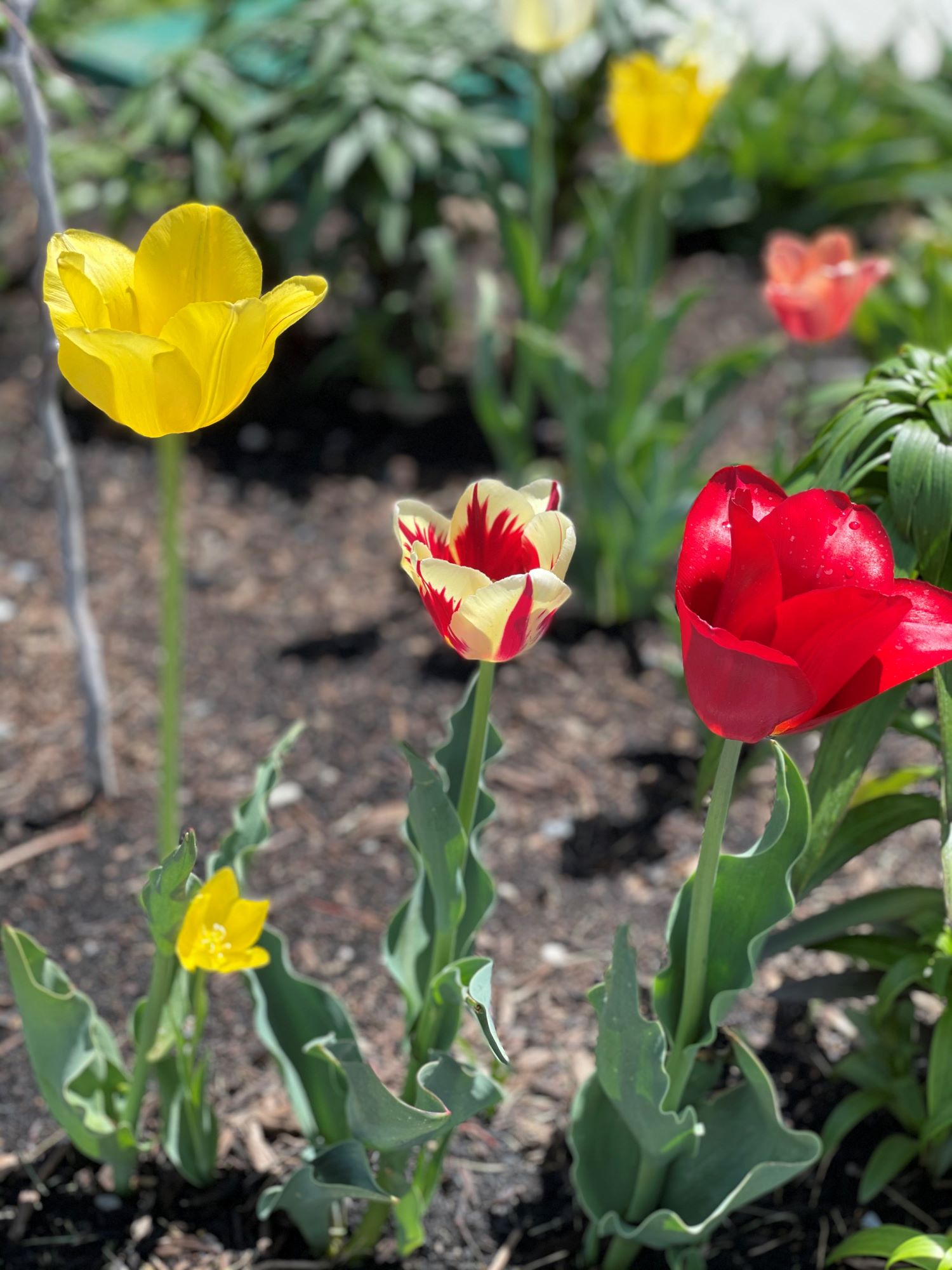 Daylily Nursery 21664 Plant-Bulbs - View #2