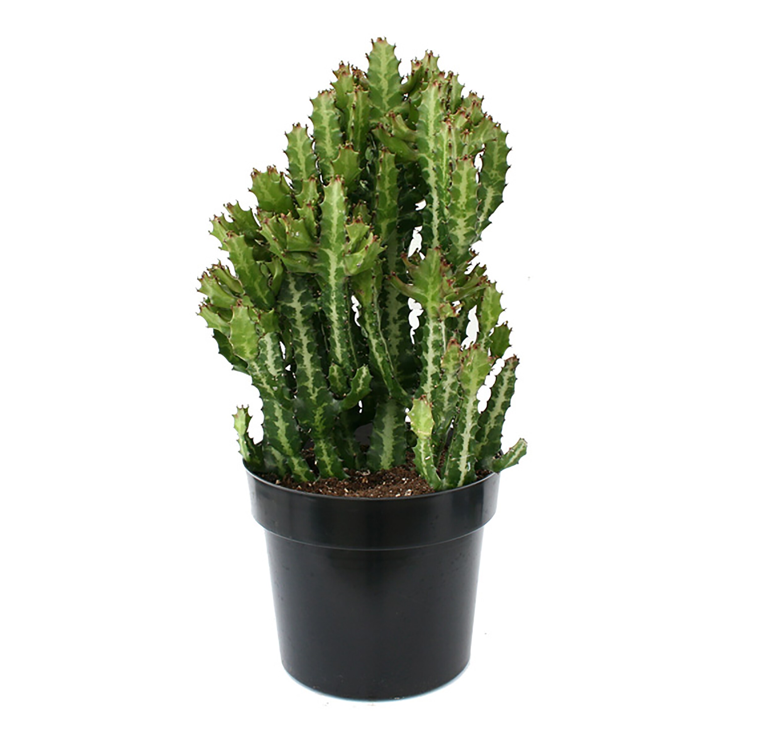 Lowe's Euphorbia Accent Shrub in 2.2-Gallon (s) In Pot (With Soil) in ...