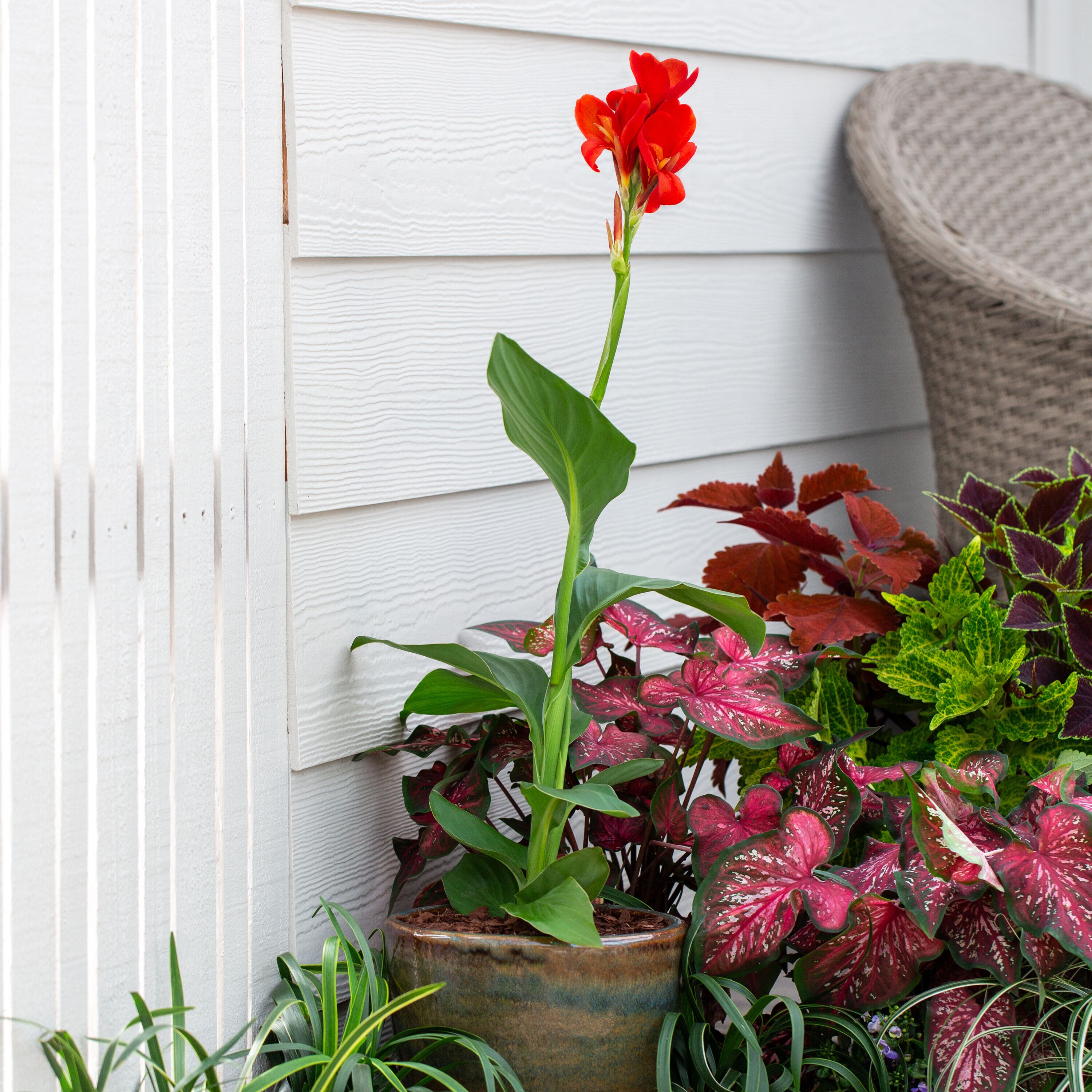 Monrovia 79150 perennials - View #5