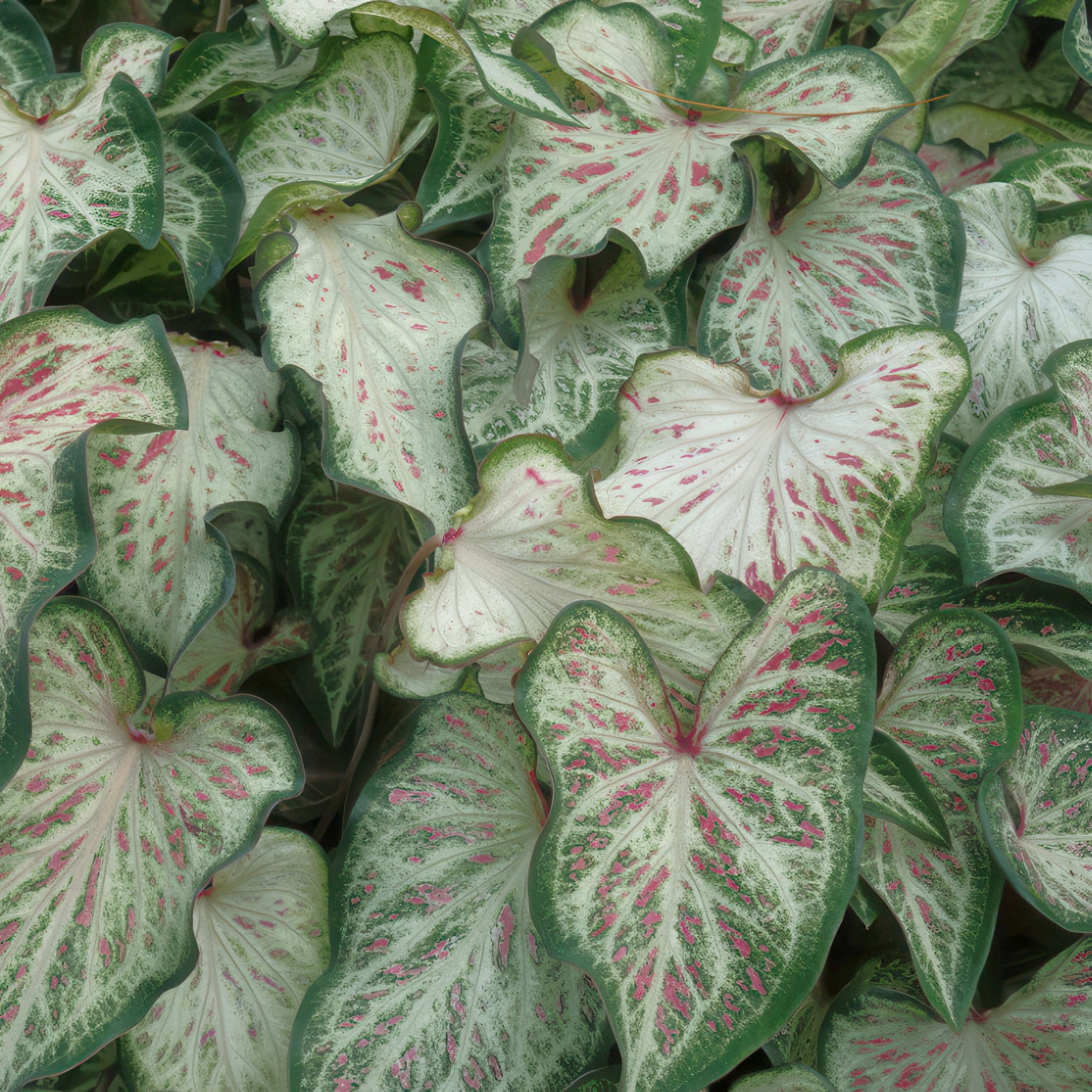 National Plant Network LW1967 Multicolor Caladium Candyland Plant in 4 -in Pot 3 -Pack