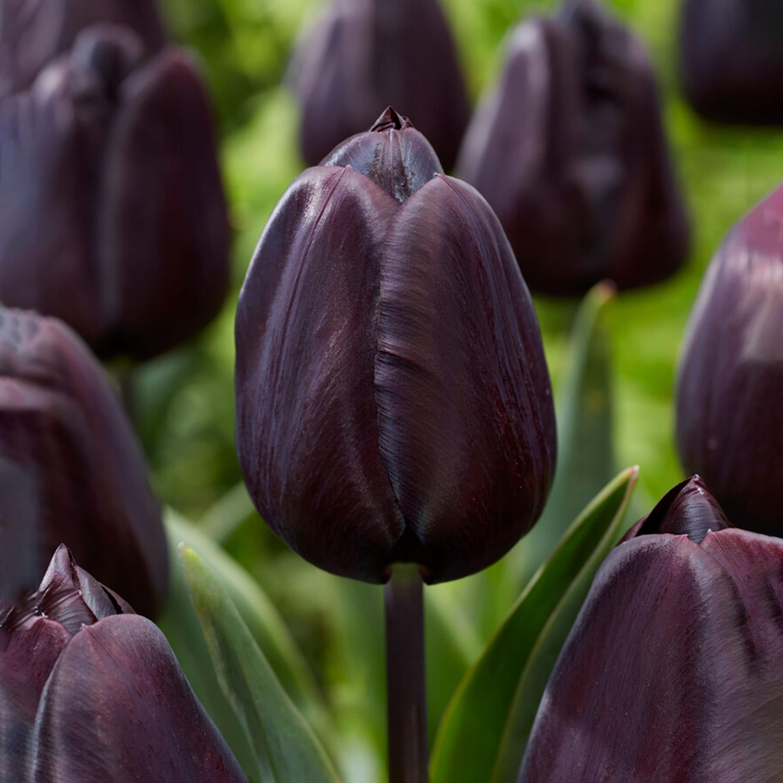 Garden State Bulb ECF-138-10-02 Black Black Nightmare Single Late Tulip Bulbs 10 Count