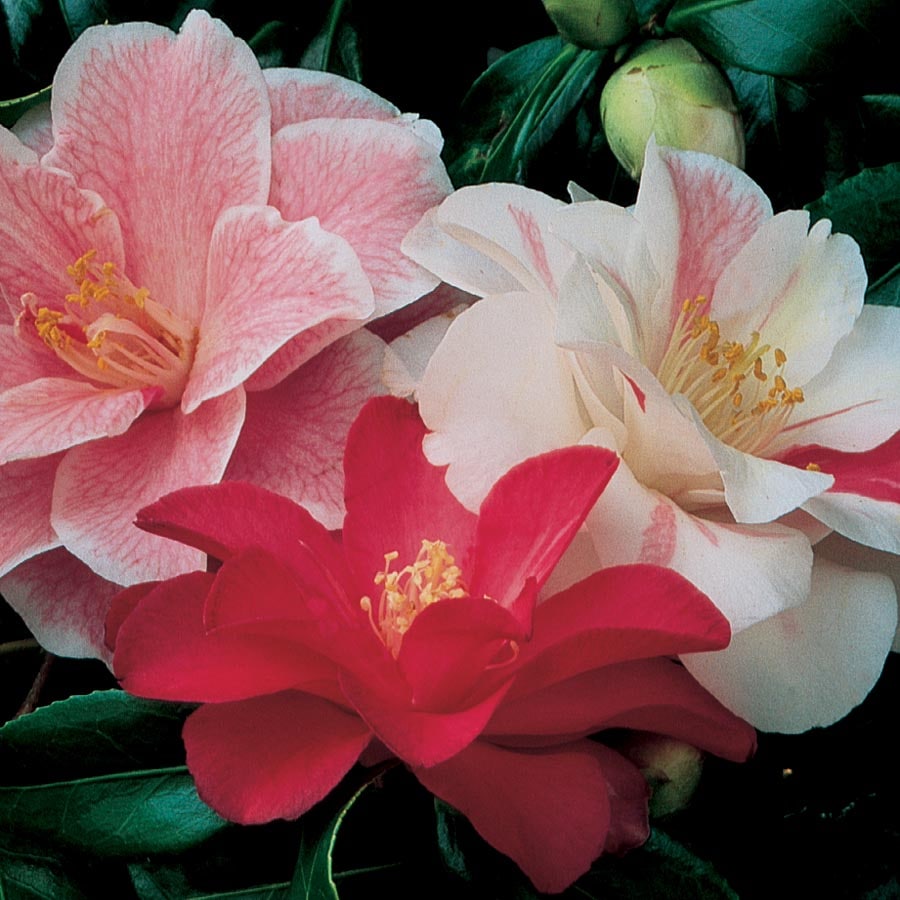 Lowe's NURSERY Camellia Flowering Shrub in In pot (with soil) Mixed