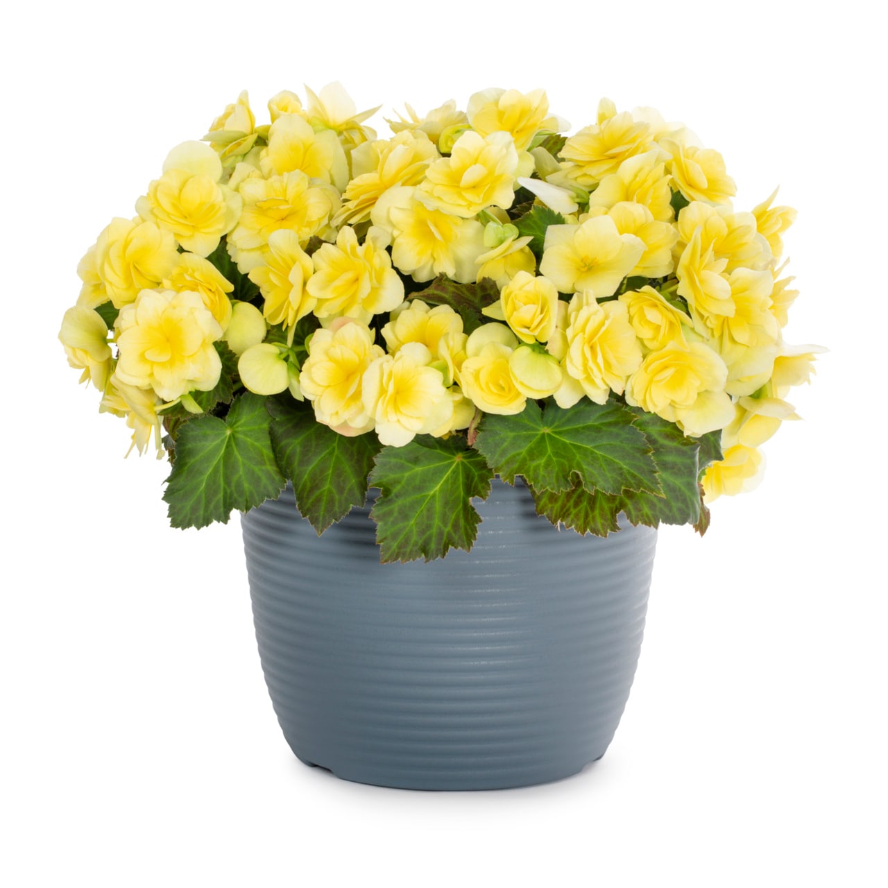 Metrolina Greenhouses 1.75 Gallon(s) Yellow Begonia 1 -Pack - Low Maintenance