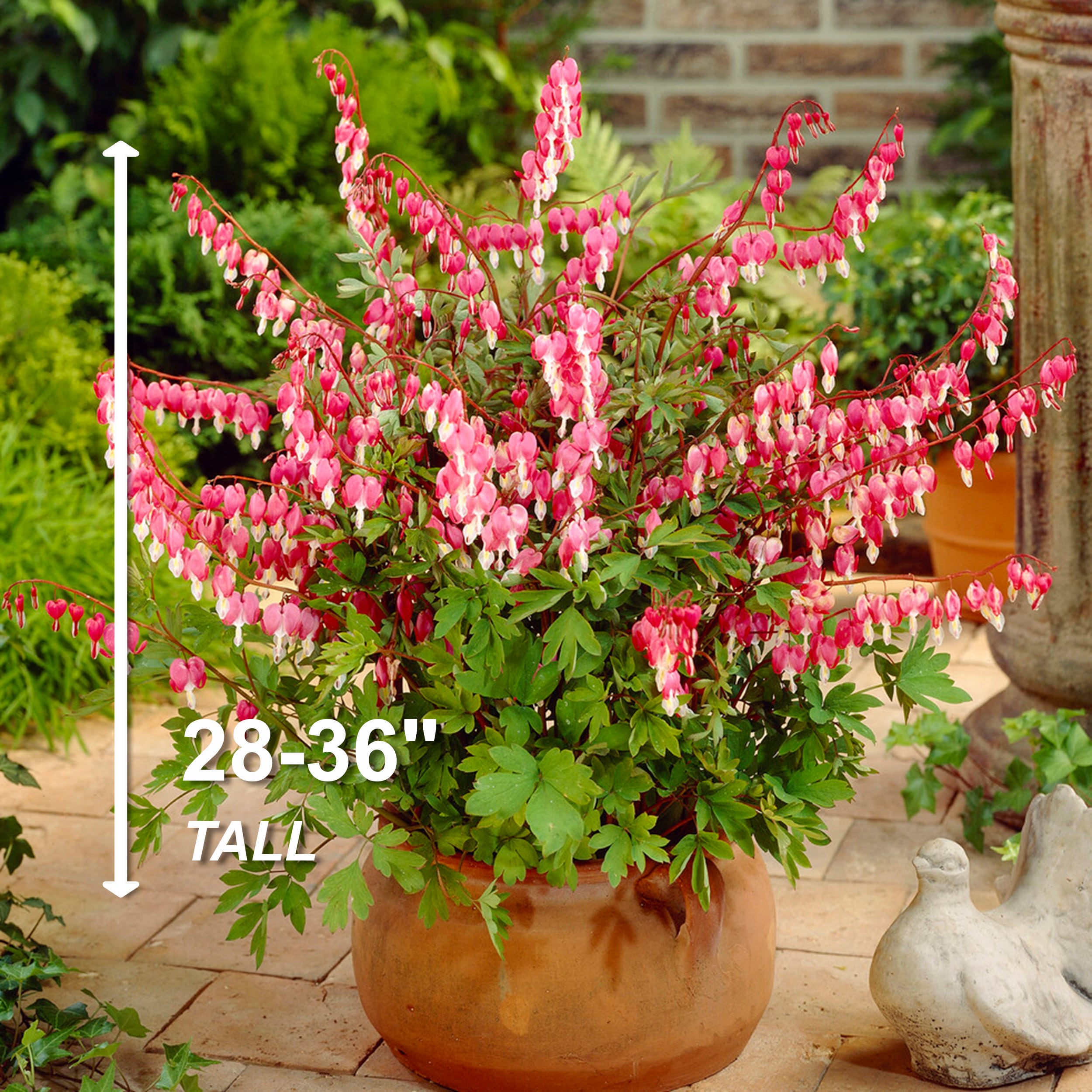 Garden State Bulb Pink Bleeding Heart Dicentra Spectabilis Bulbs 6 ...