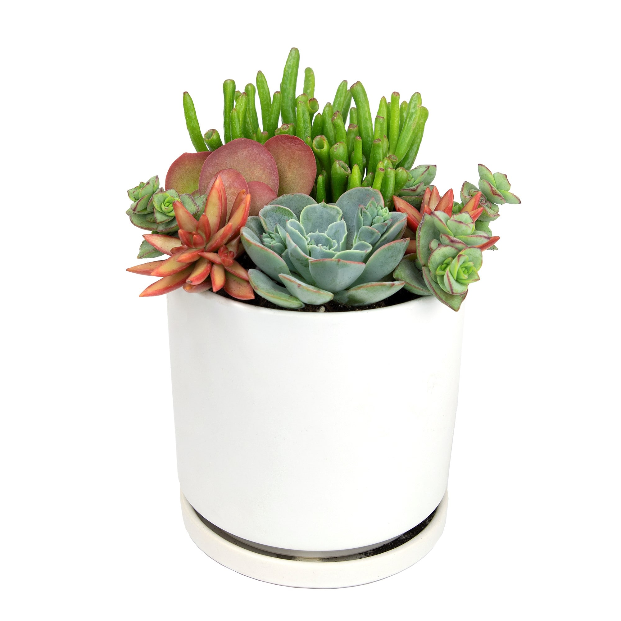 Altman Plants 0872636 Cacti-Succulents - View #3