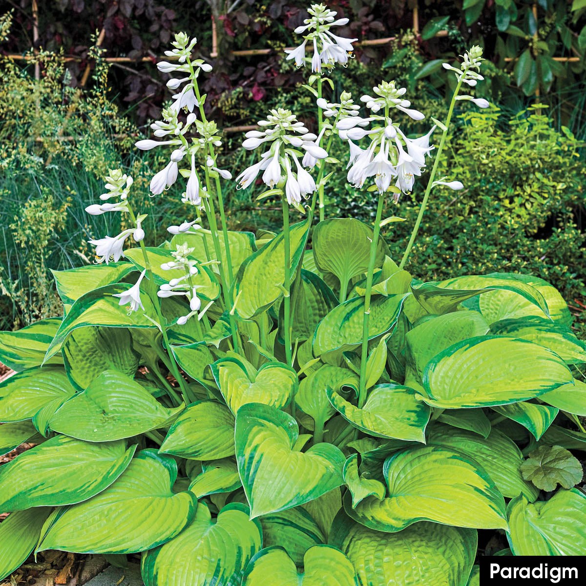 Breck's 89516 Lavender Paradigm Hosta Plant in 3 -Gallon Pot