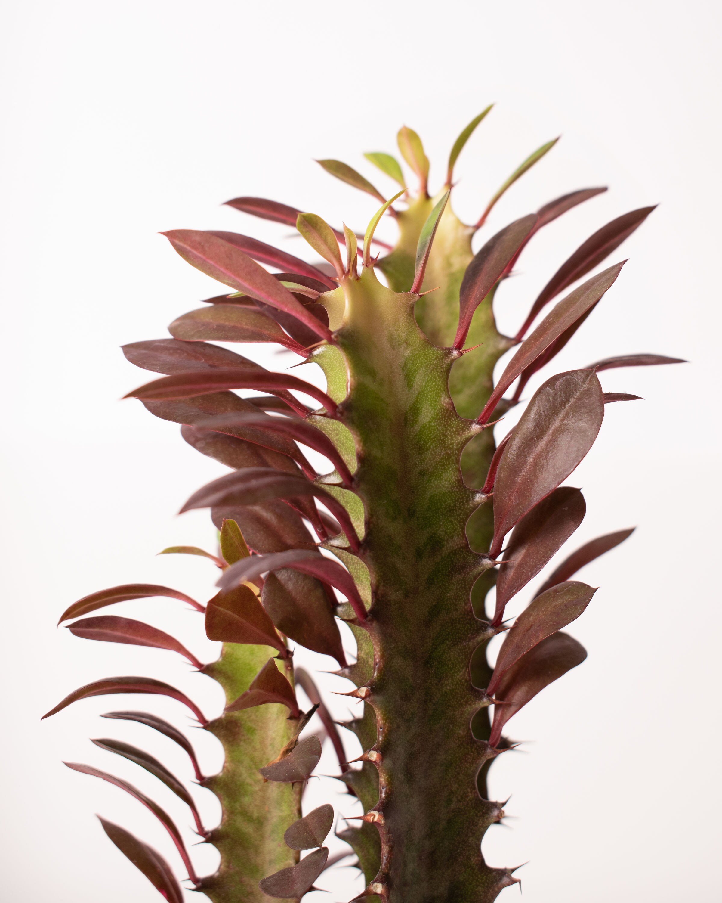 National Plant Network LW7716 hseplants - View #6