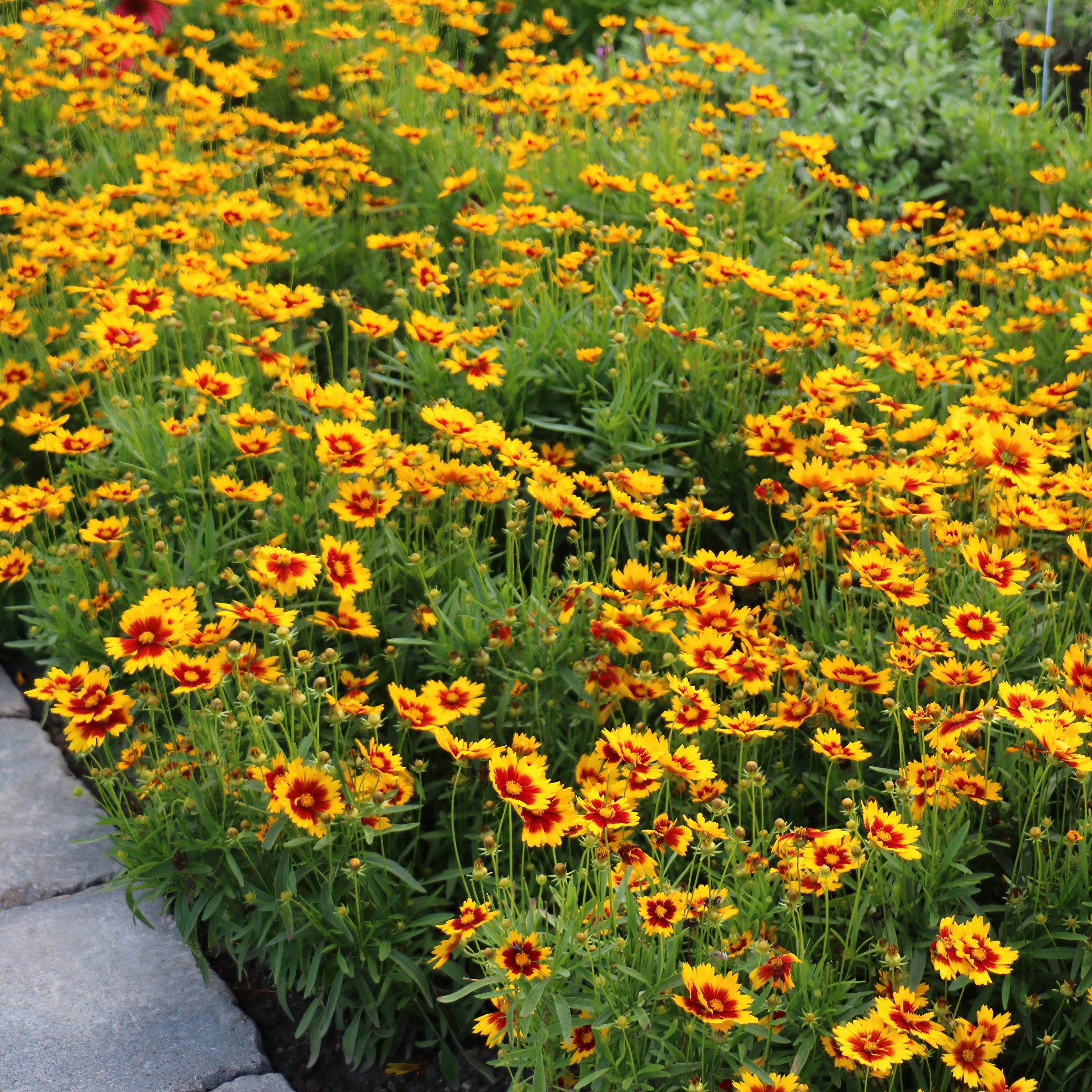 National Plant Network LW2196 perennials - View #4