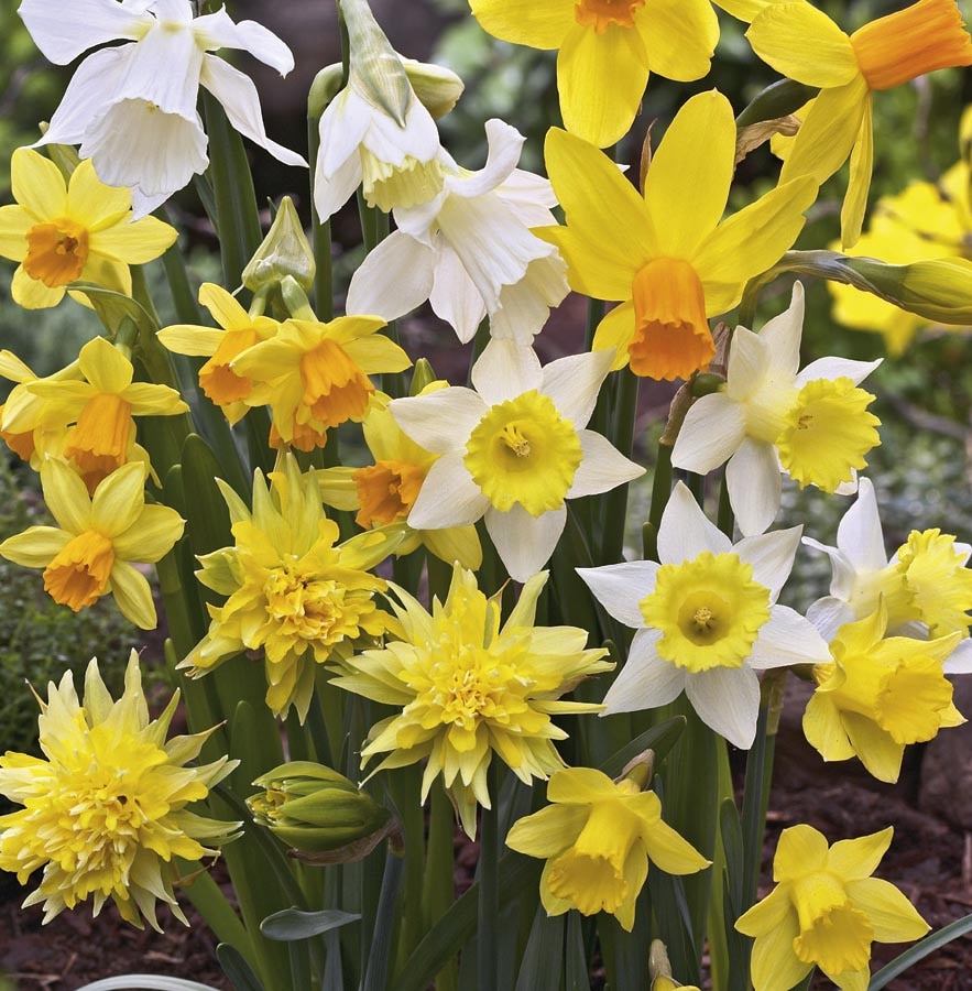 Breck's Yellow King Alfred Daffodil Bulbs Bagged 100-Pack in the Plant  Bulbs department at