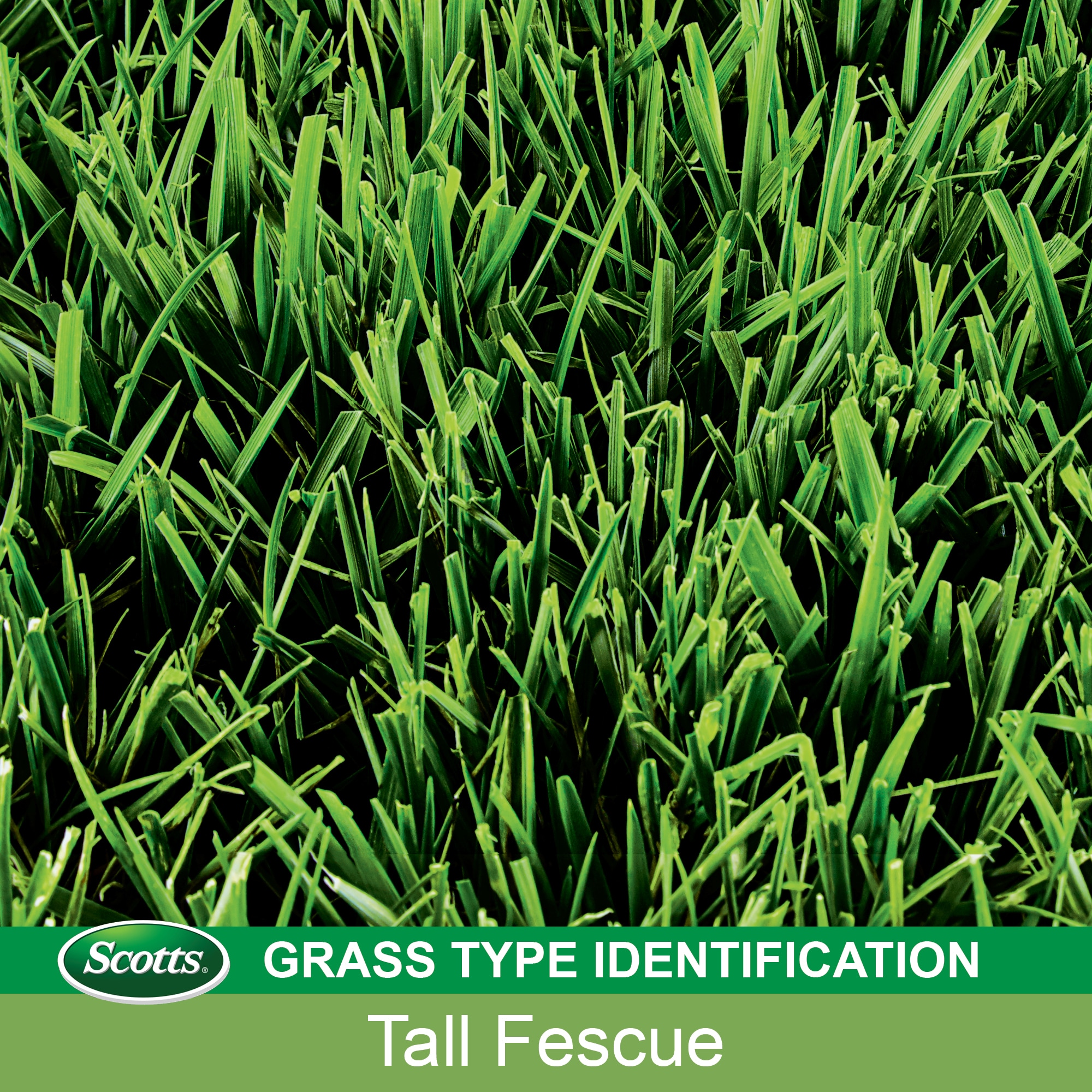 fescue grass identification