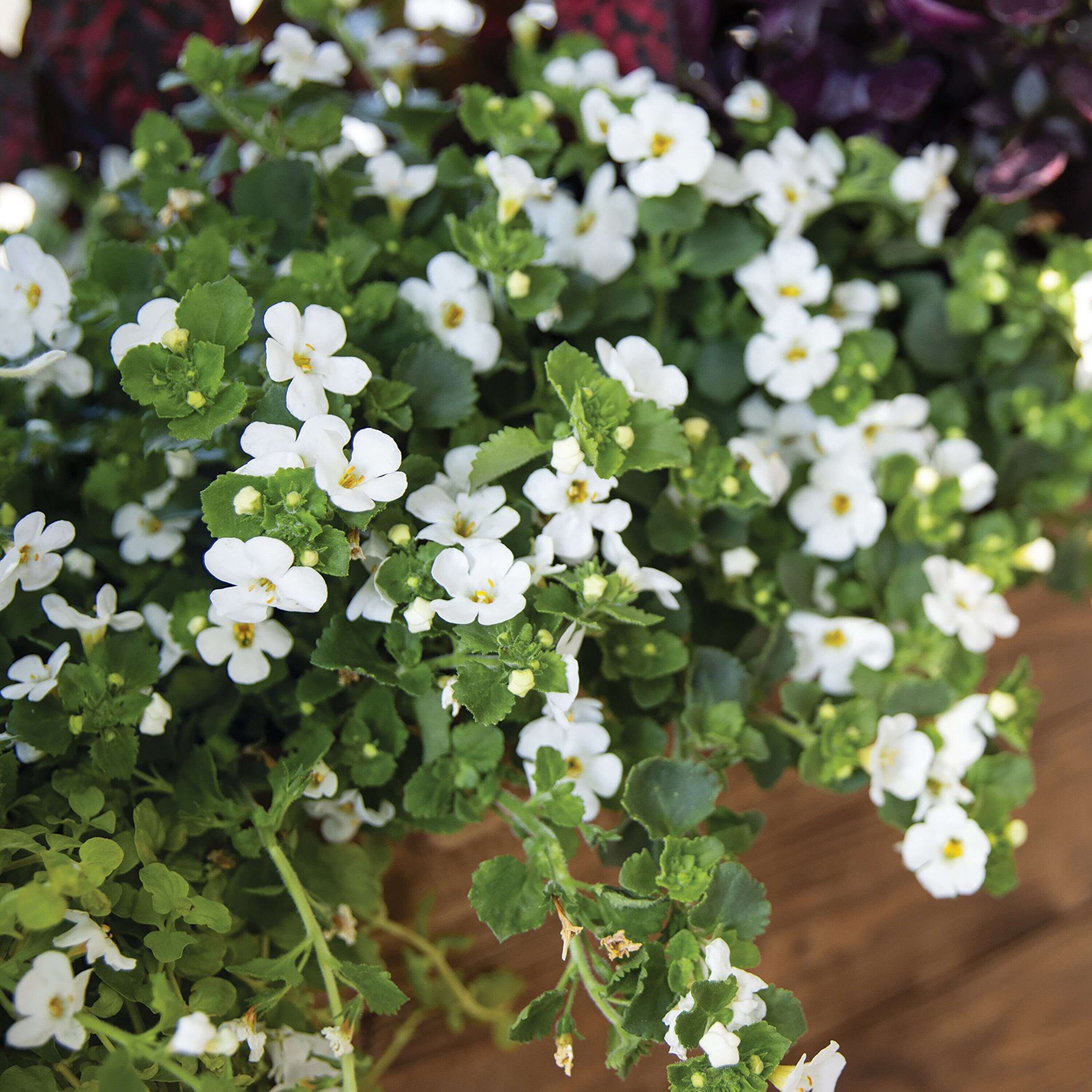 Proven Winners White Bacopa in 4.25-in Pot 4-Pack at Lowes.com