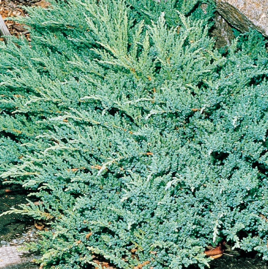Lowe's NURSERY Insignificant Prince of Wales Juniper Accent Shrub in In pot (with soil)
