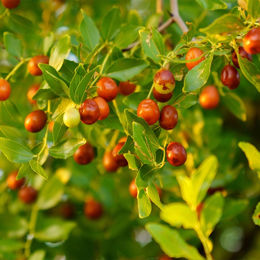 Brighter Blooms 17221 Jujube Plant in Pot
