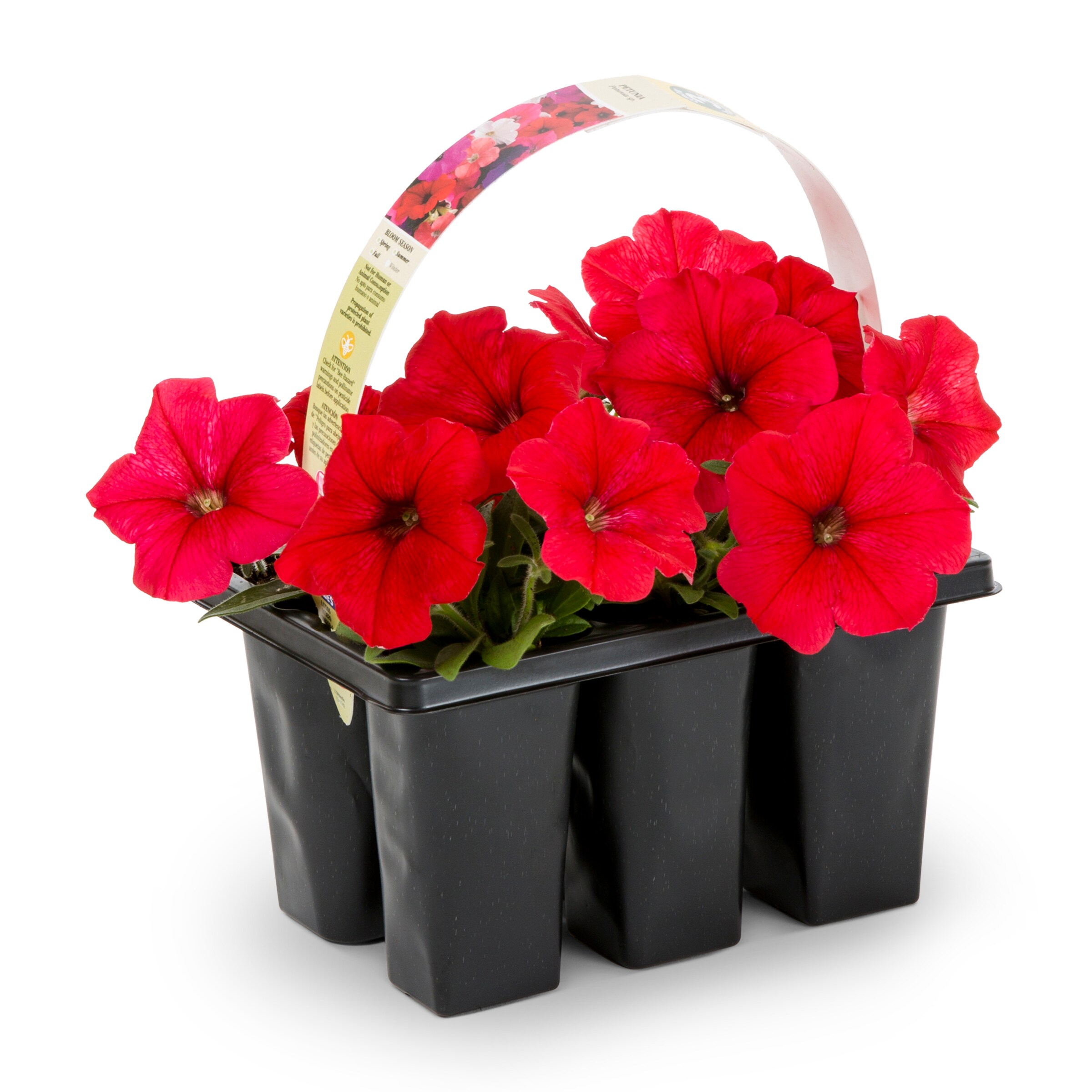 Lowe's 758161 Multicolor Petunia in 6-Pack Tray 6-Pack