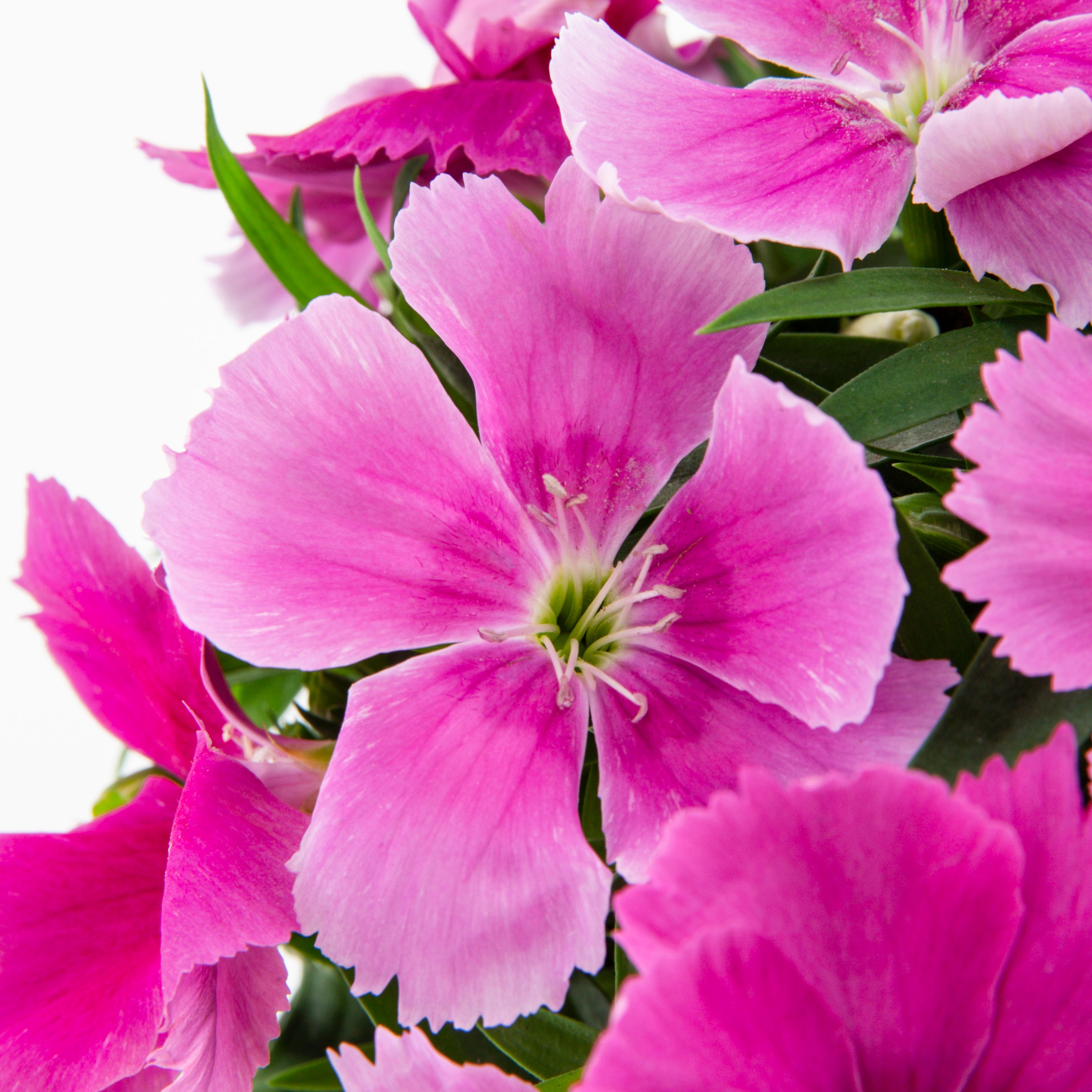 Lowe's Multicolor Dianthus in 1-Pint Pot in the Annuals department at ...