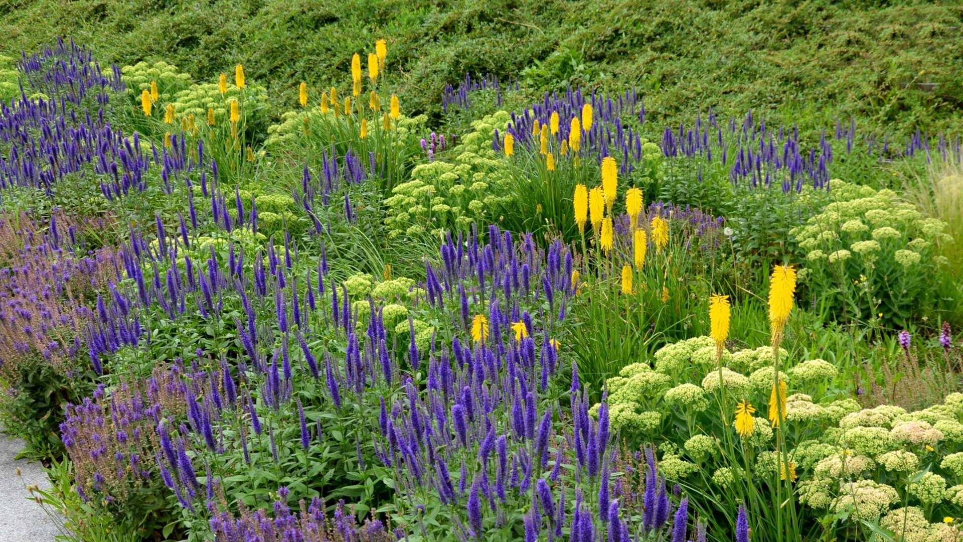 National Plant Network LW1567 perennials - View #3
