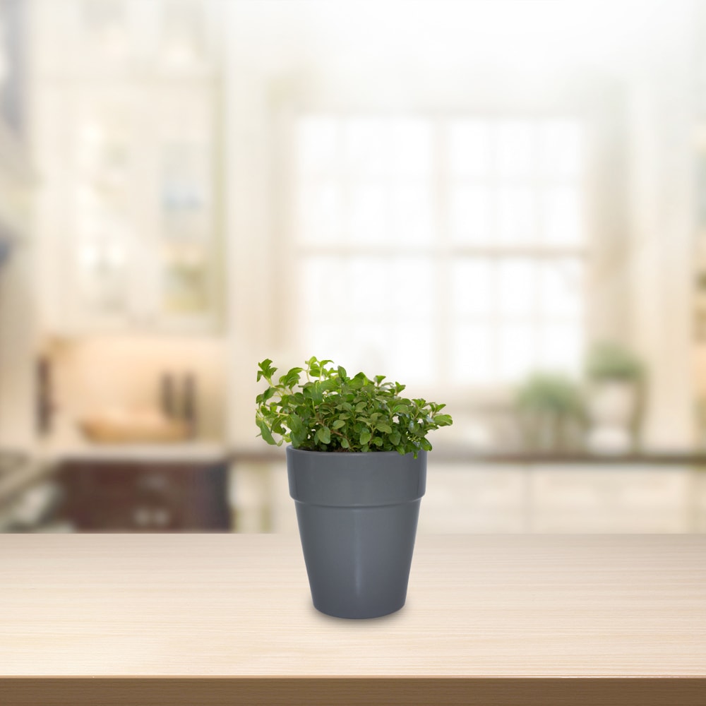 Garden Treasures CR10168-05H Planter-Window-Box - View #6
