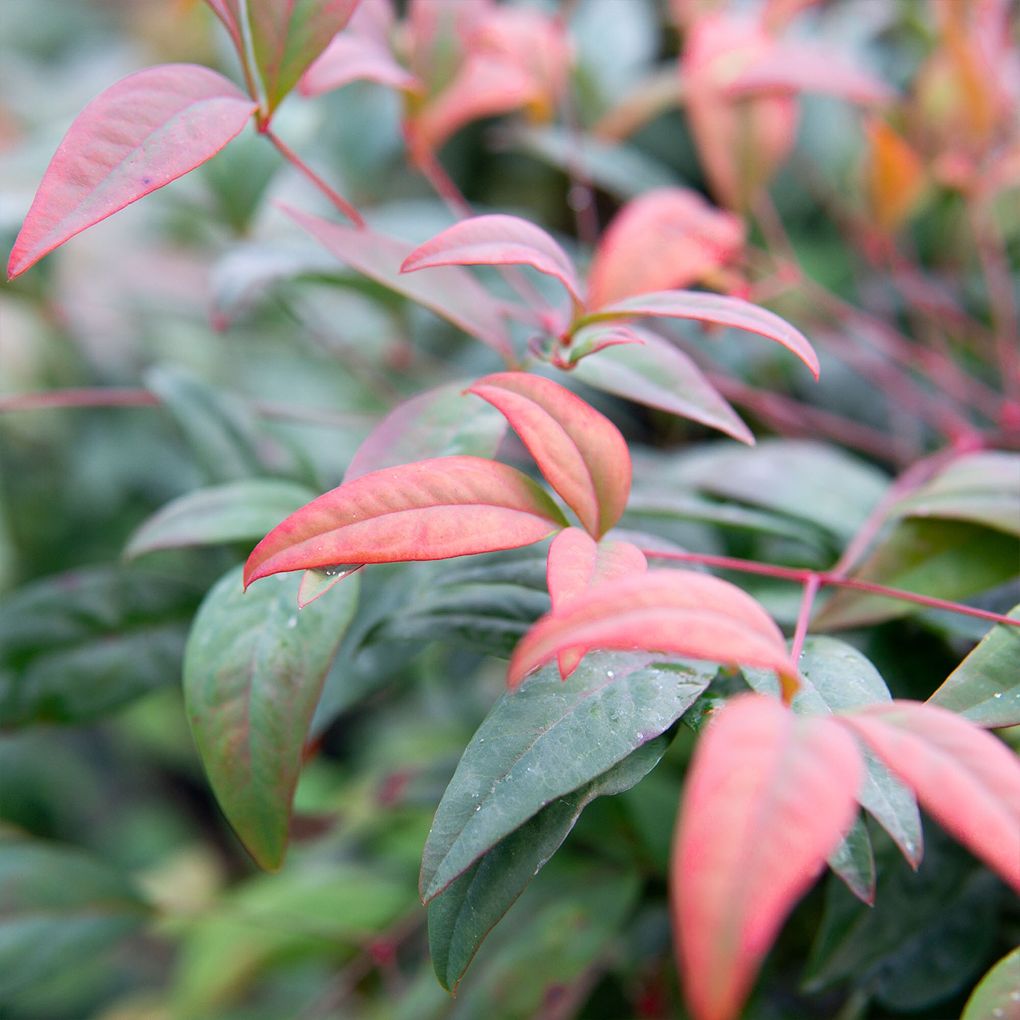 Perfect Plants Firepower Nandina Foundation/Hedge Shrub in 1-Gallon Pot ...