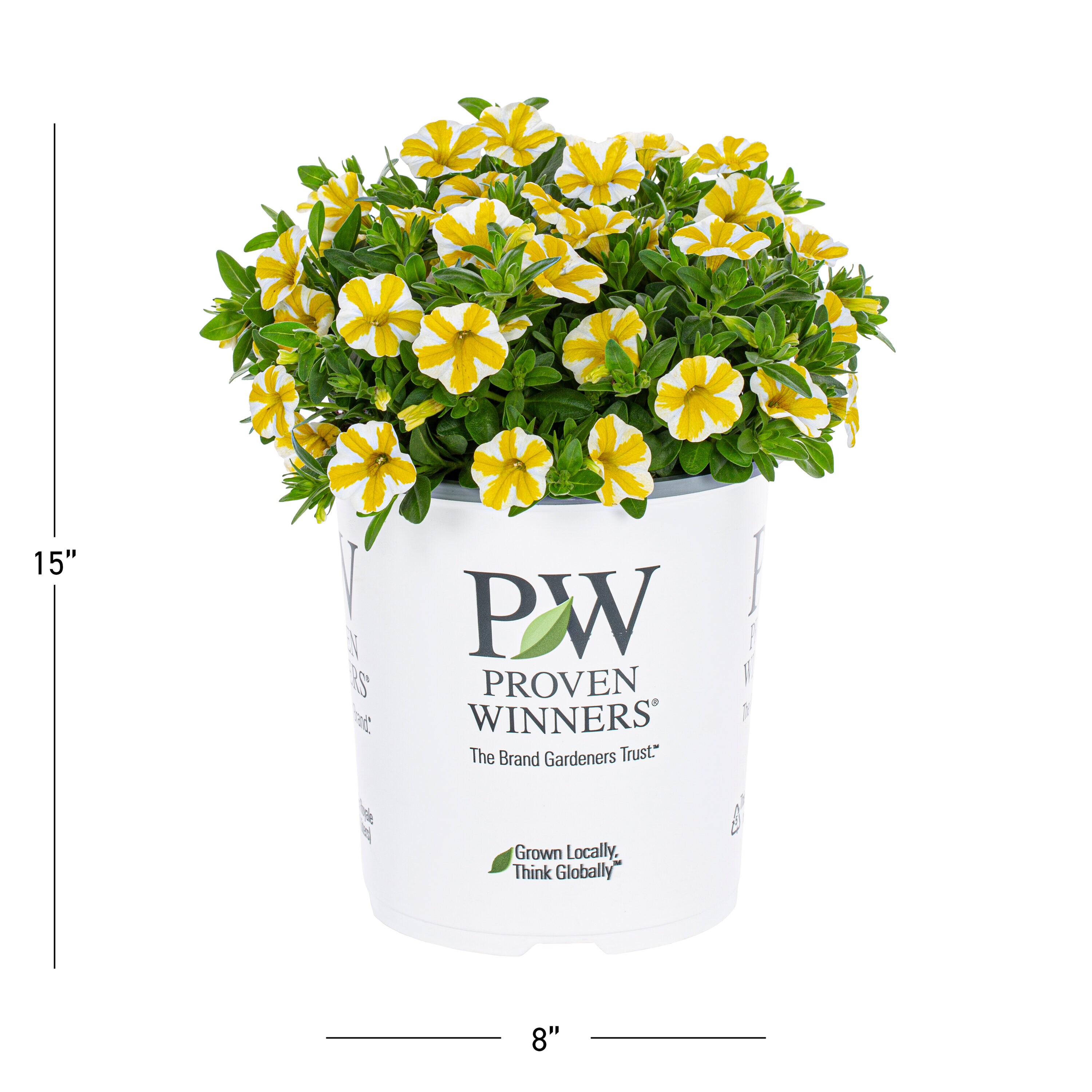 Proven Winners 4790 annuals - View #4