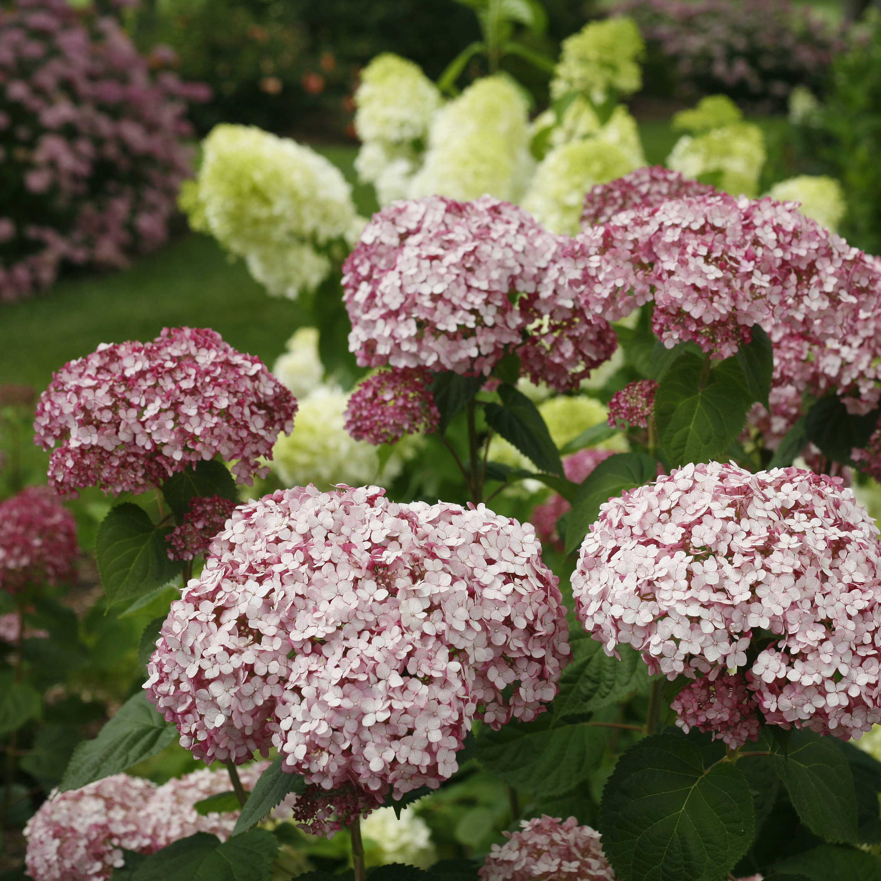 Proven Winners Pink Incrediball Blush Smooth Hydrangea (Arborescens ...