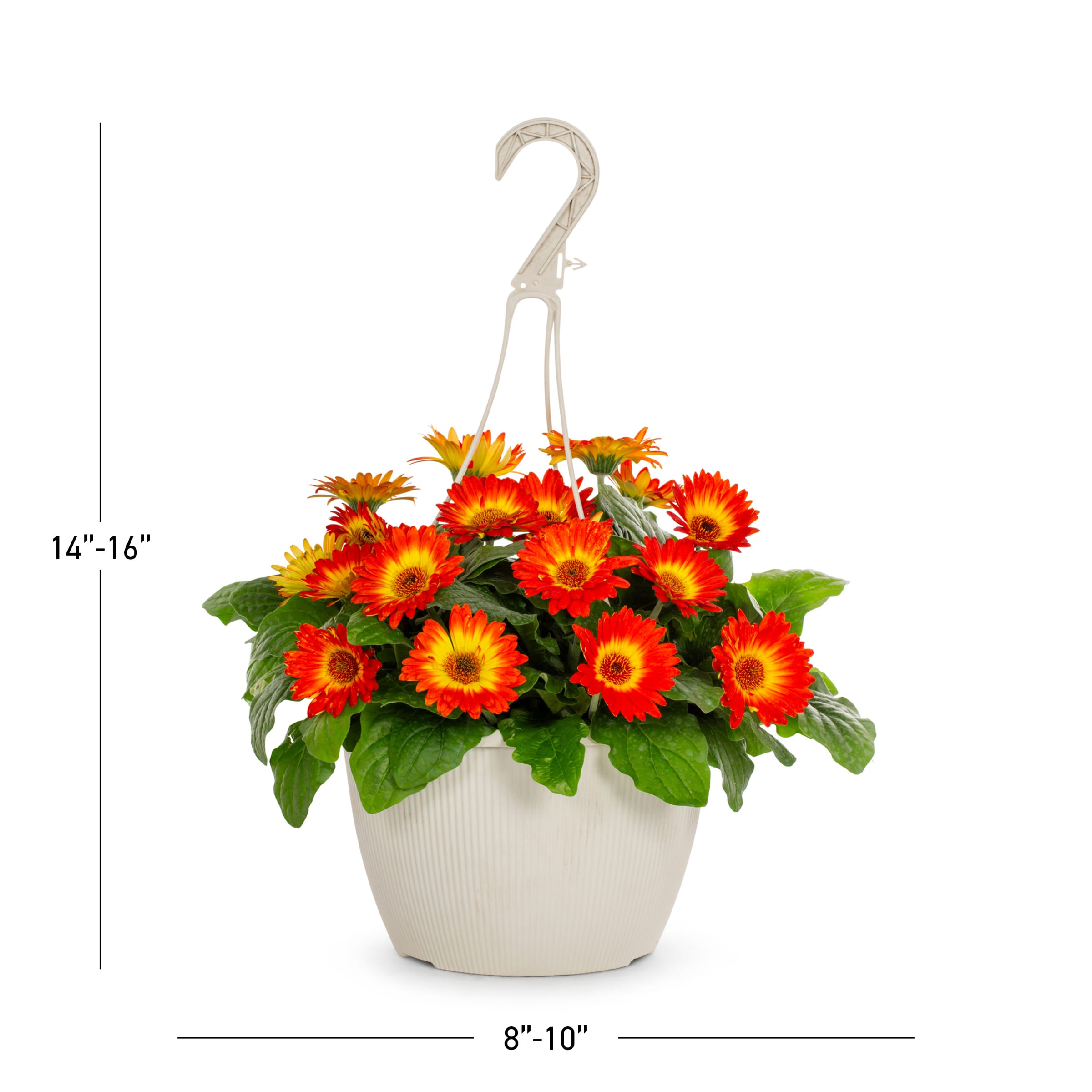 Metrolina Greenhouses Multicolor Gerbera Daisy in 1.5-Gallon Hanging ...