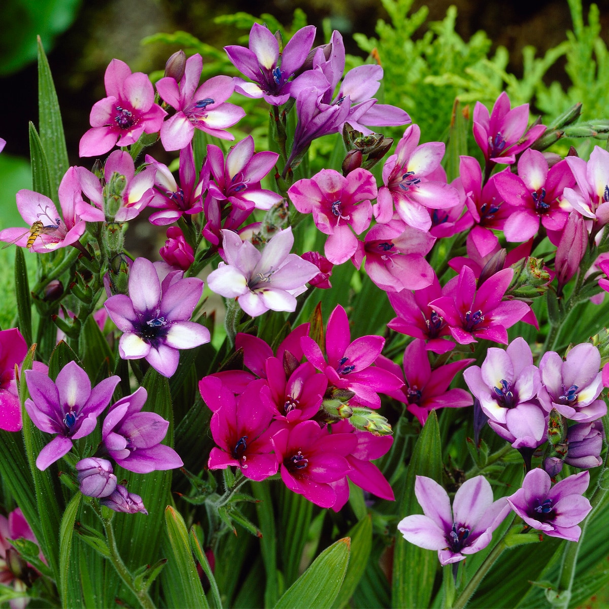 Van Zyverden 83665 Plant-Bulbs - View #3
