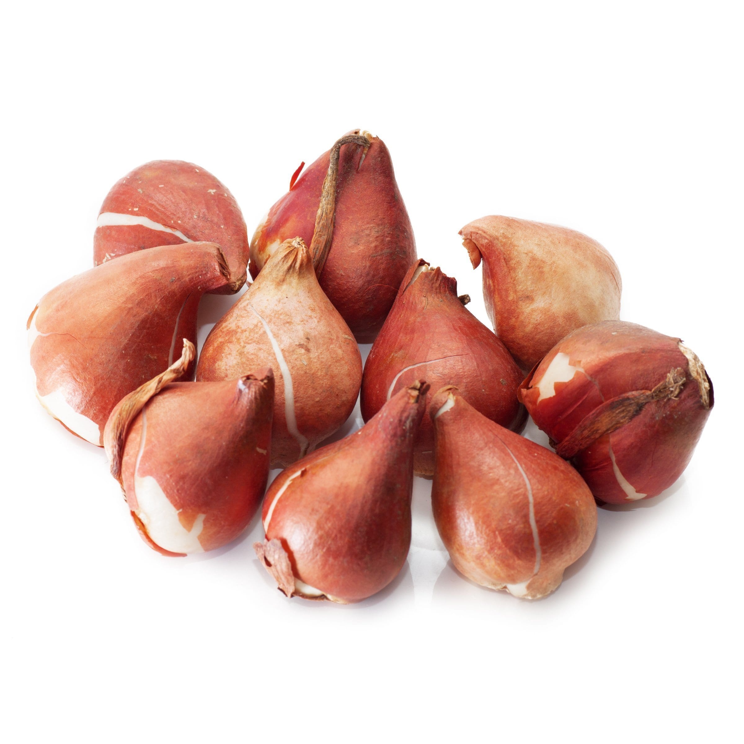 National Plant Network LW3153A White Tulip Exotic Emperor Bulbs Bulbs 20 Count