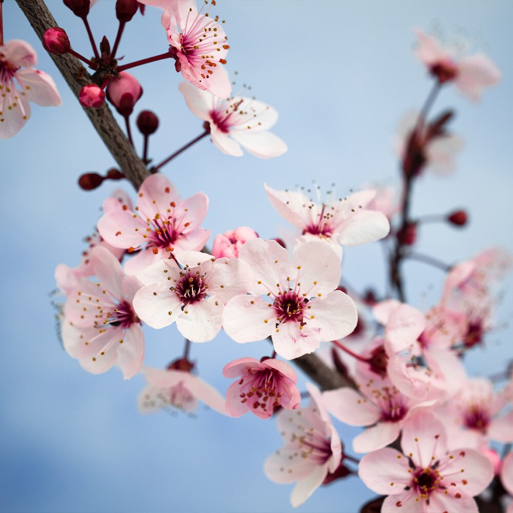 Brighter Blooms 11777 Fruit-Plants - View #3