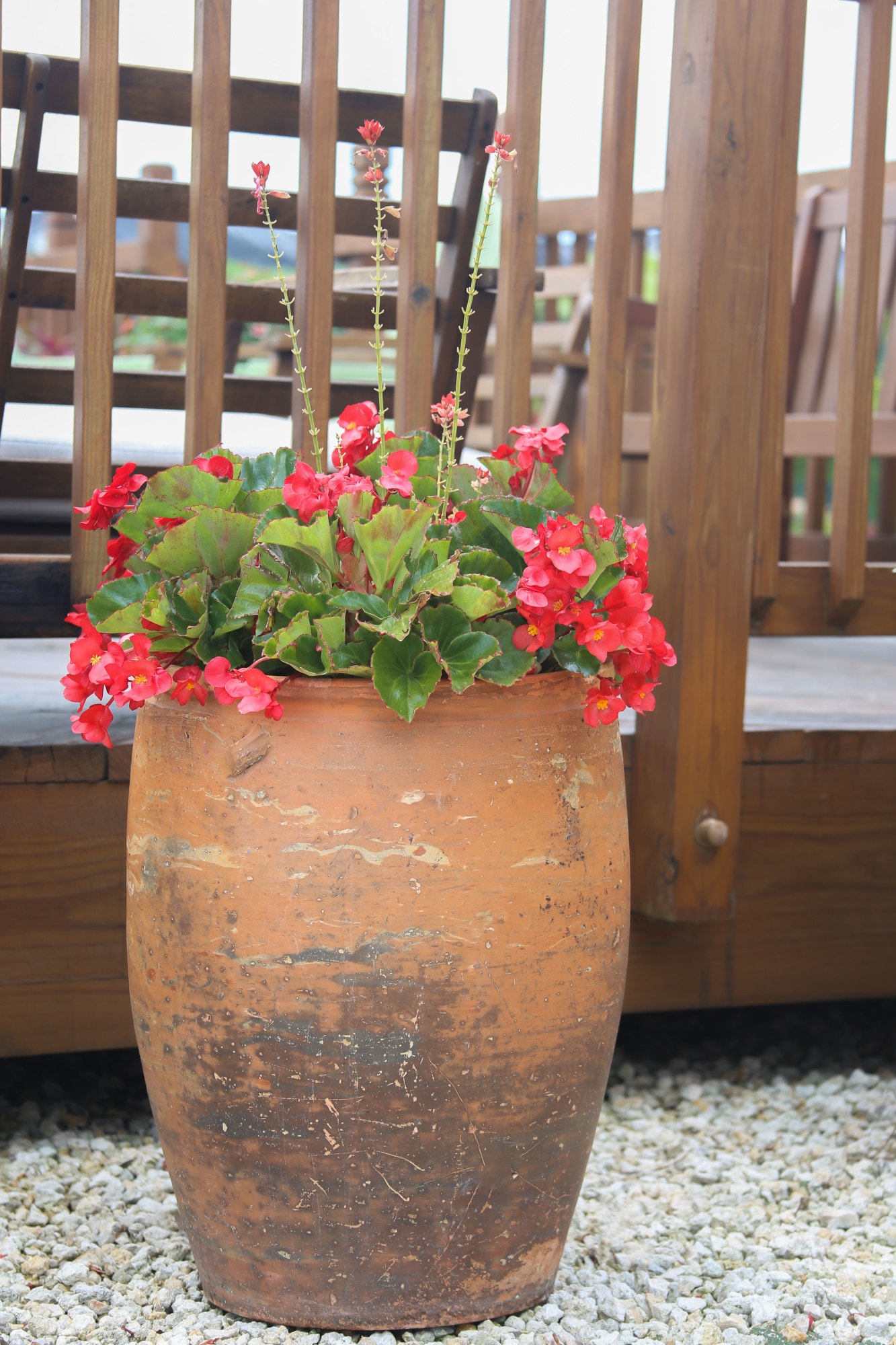 Costa Farms S-BG1-G-3DP-08-LW annuals - View #2