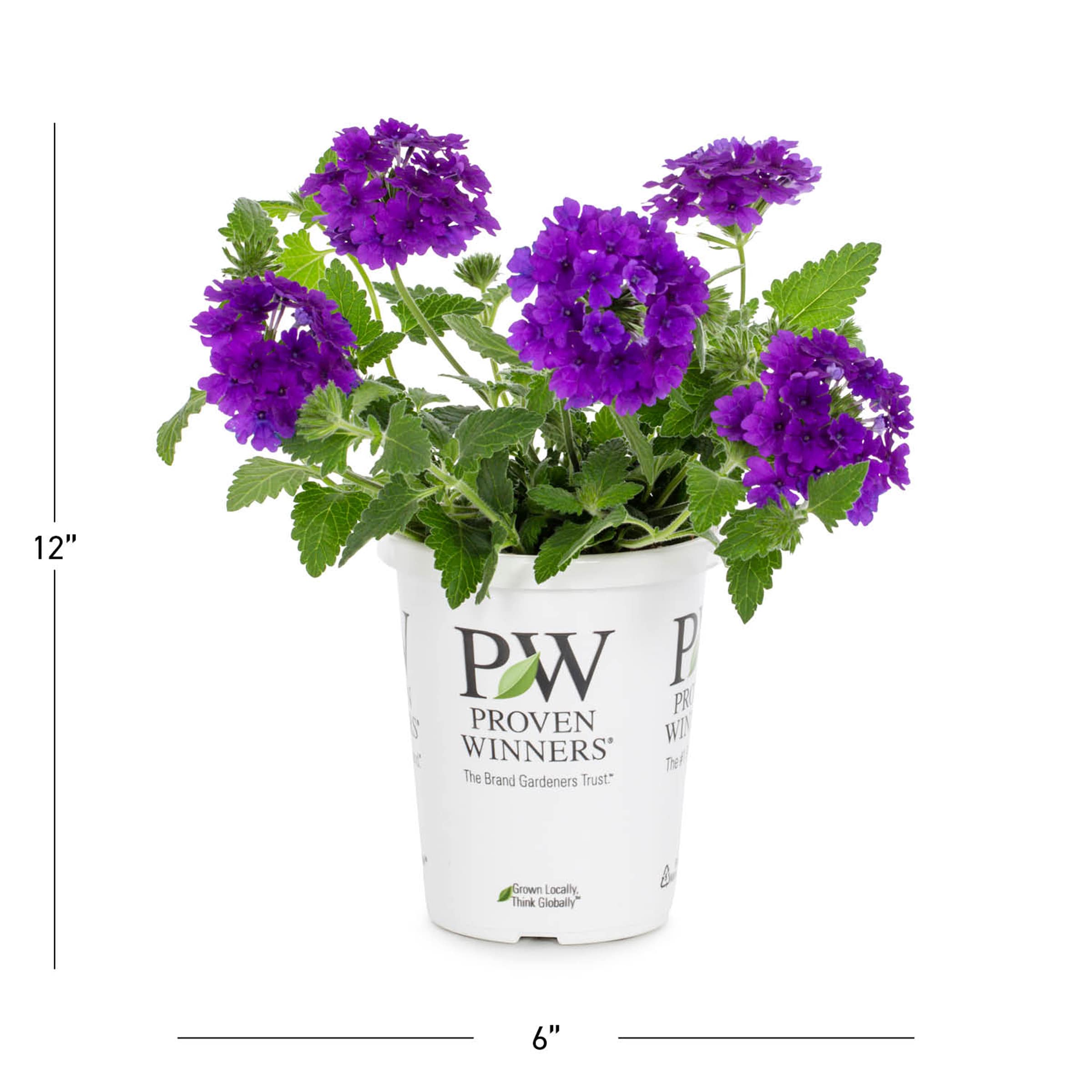 Proven Winners 4481 annuals - View #3