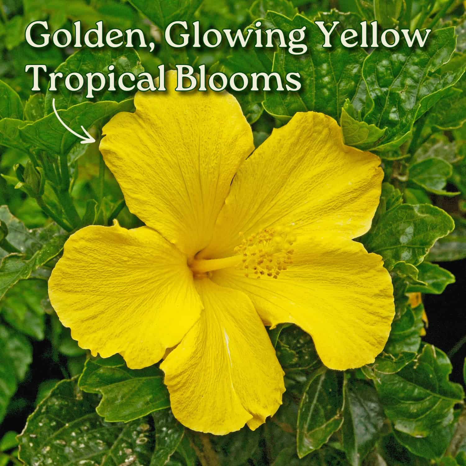 Tropical Plants of Florida Fort Myers Yellow Hibiscus Bush in 3