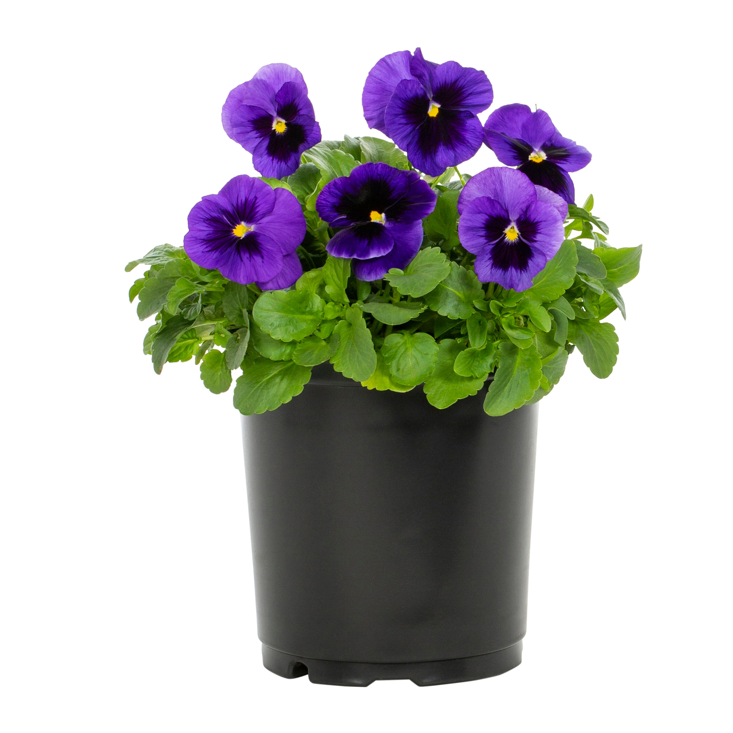 Metrolina Greenhouses 5322 annuals - View #5