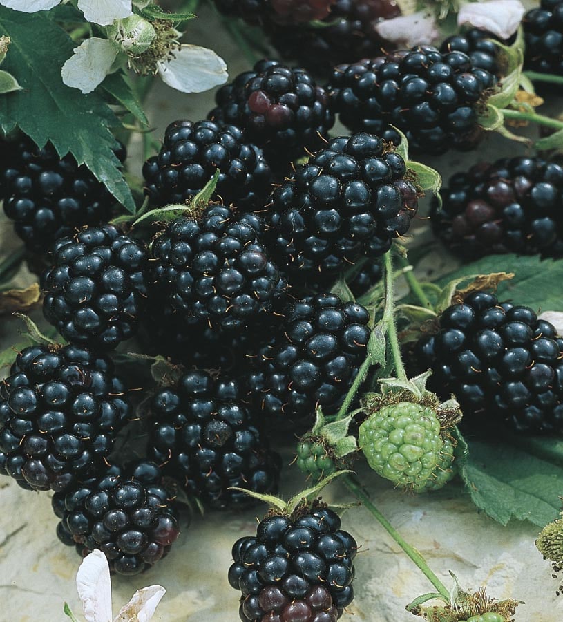 Lowe's Apache Thornless Blackberry Plant - Glossy Black Fruit