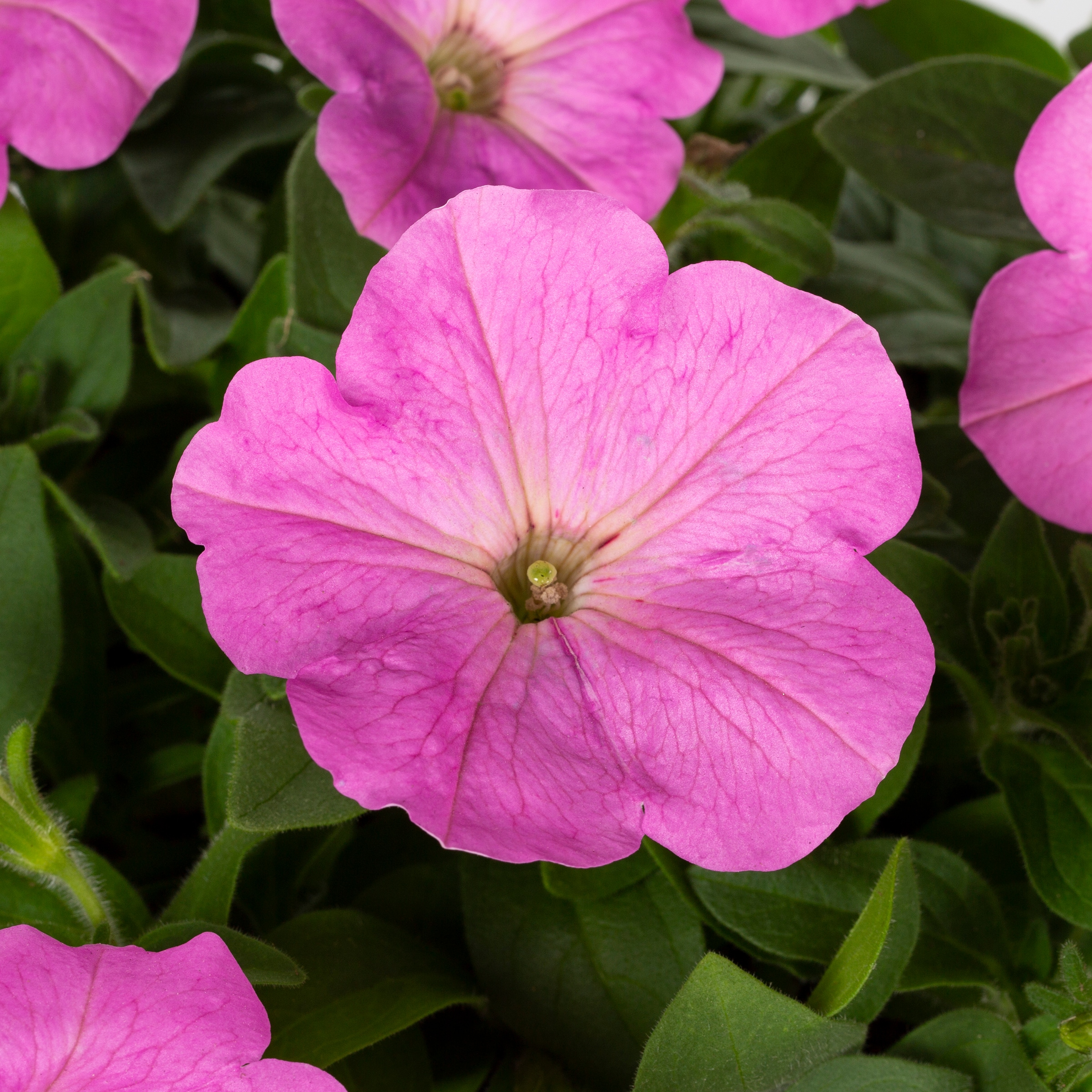 Lowe's 5751750 annuals - View #2