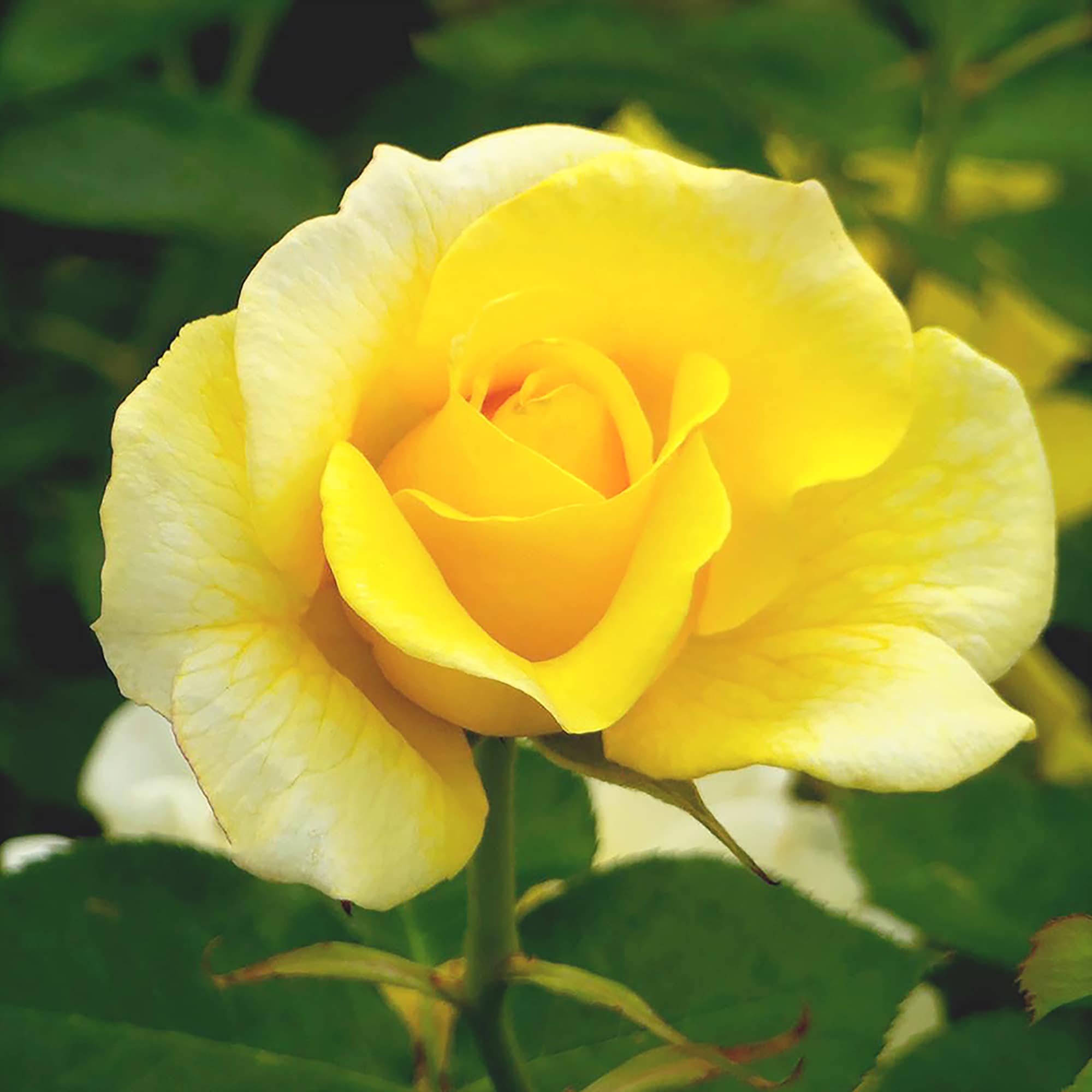Altman Plants 0872514 roses - View #9